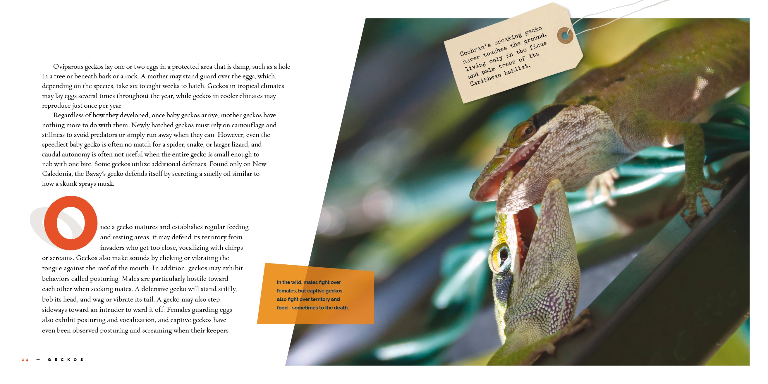 Geckos: Amazing Reptiles - 9781640267848 | Perfect for Reptile Lovers & Educational Use