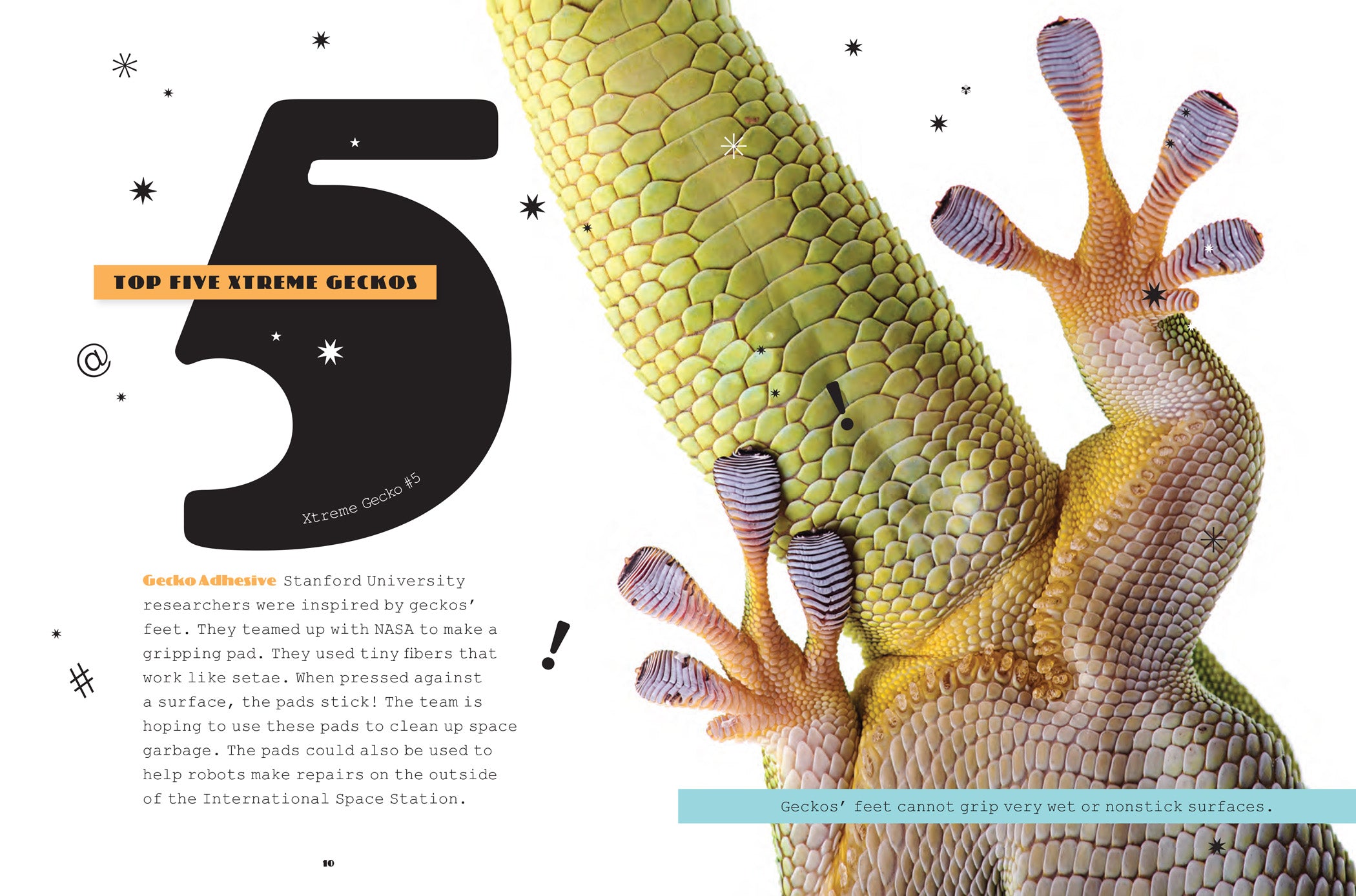 Geckos Book - ISBN 978-1-64026-081-8 | Reptile Encyclopedia for Kids & Adults | Perfect for Classroom Learning & Home Library