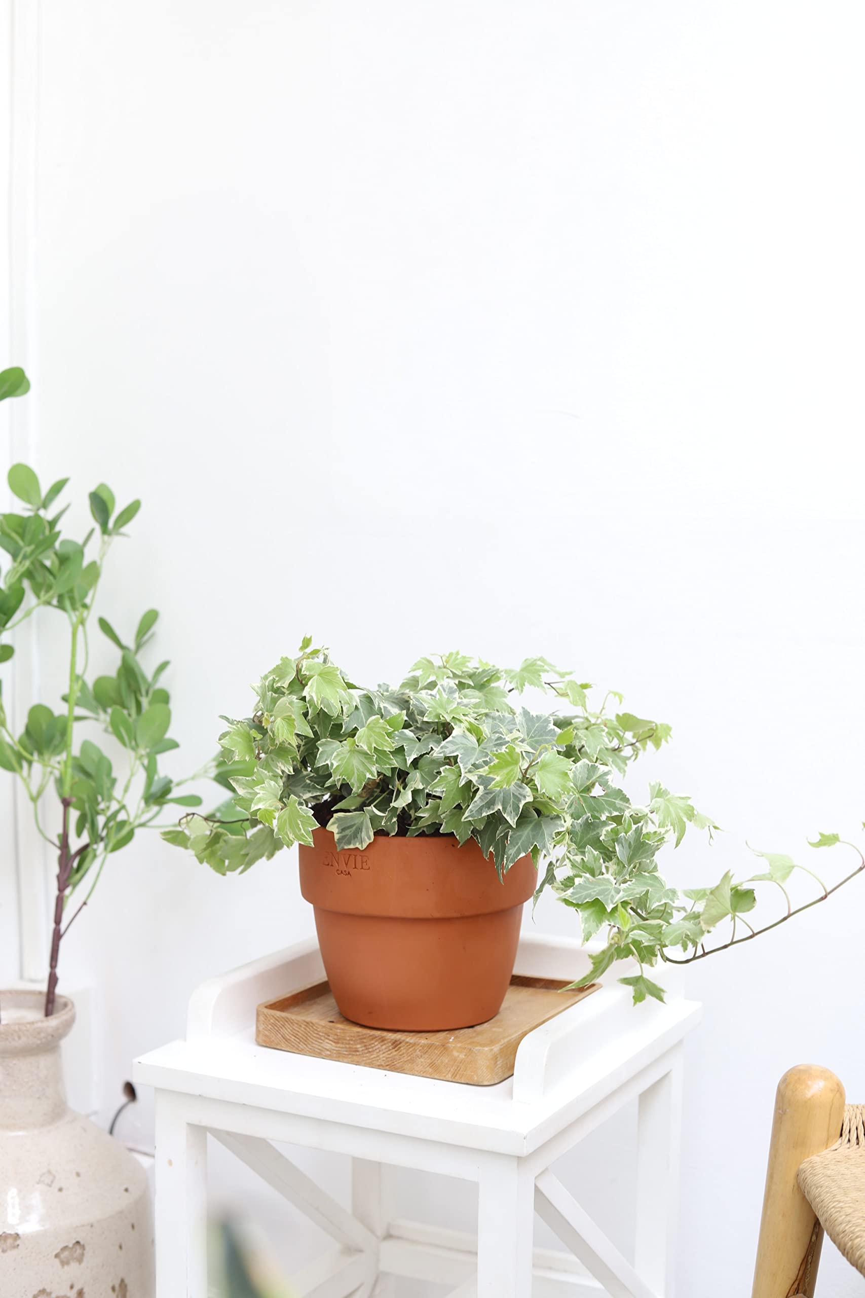 Golden English Ivy (4