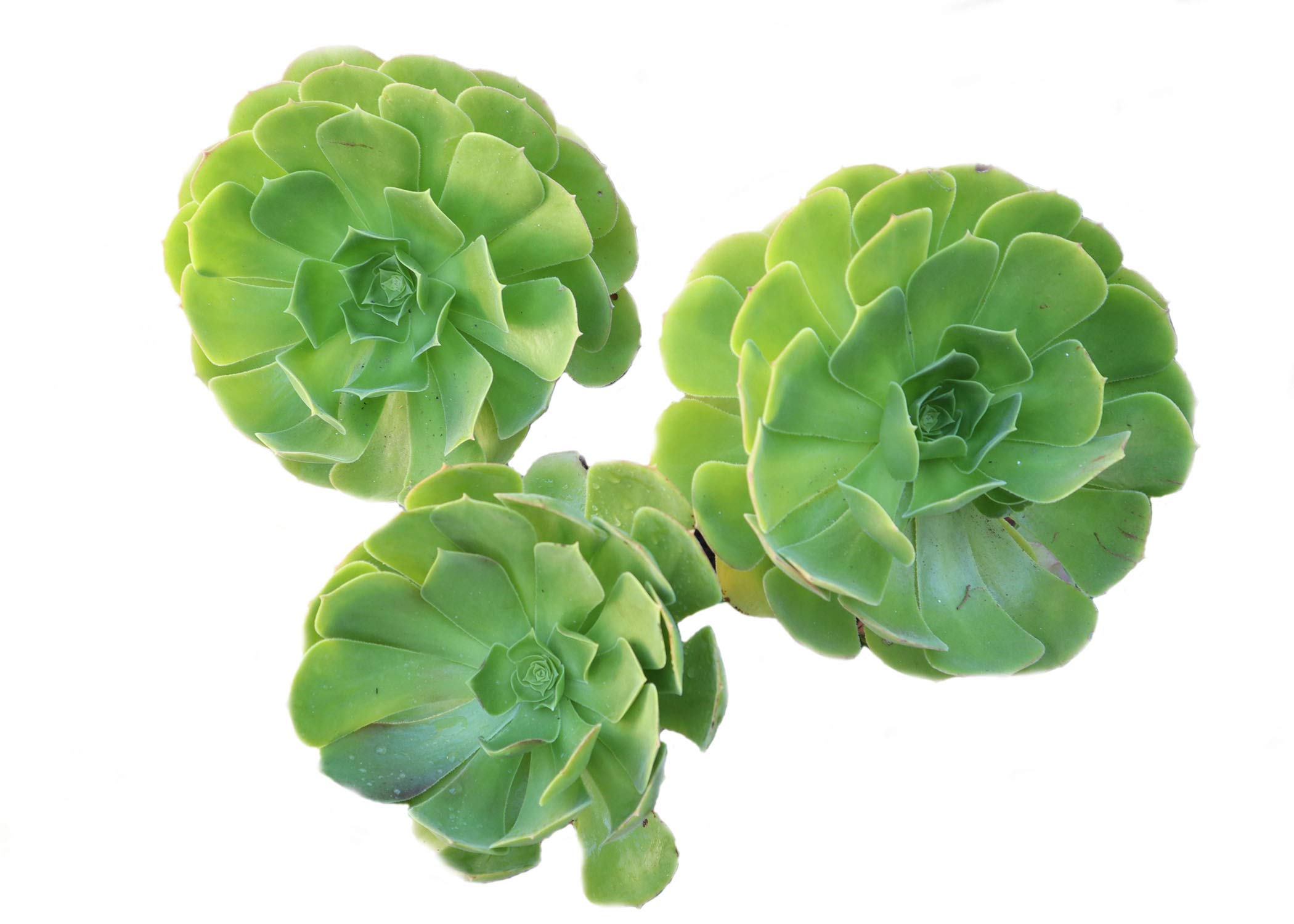 3 Jumbo Irish Rose Succulent Cuttings - Live Succulent Plants for Garden, Home Decor & Wedding Centerpieces | Real Succulent Cuttings for DIY Arrangements
