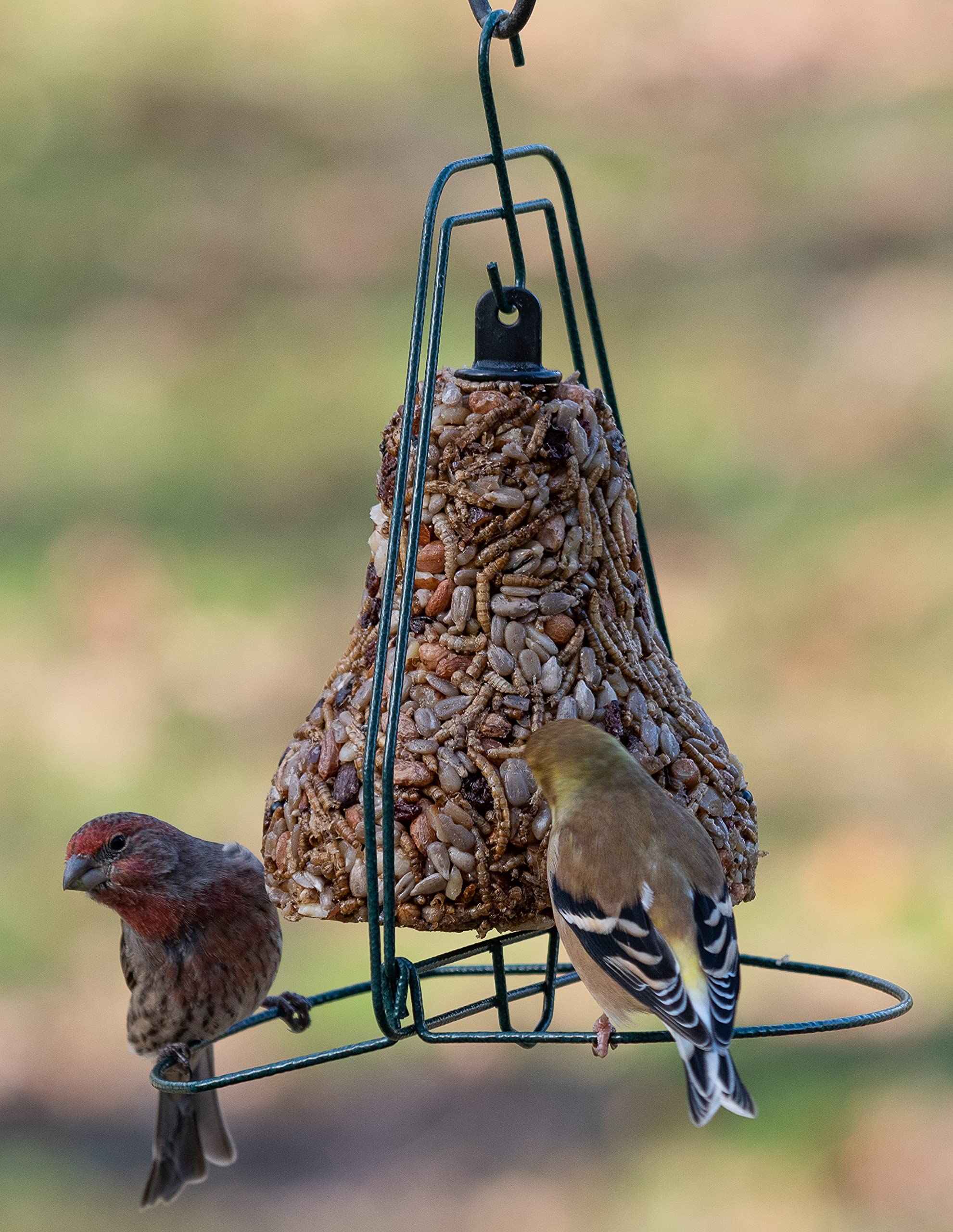 Premium Bird Seed Bell Hanger - Wild Bird Feeder for Outdoor Garden, Backyard & Patio - Attracts Cardinals, Finches & Songbirds - Perfect for Bird Watching & Nature Lovers