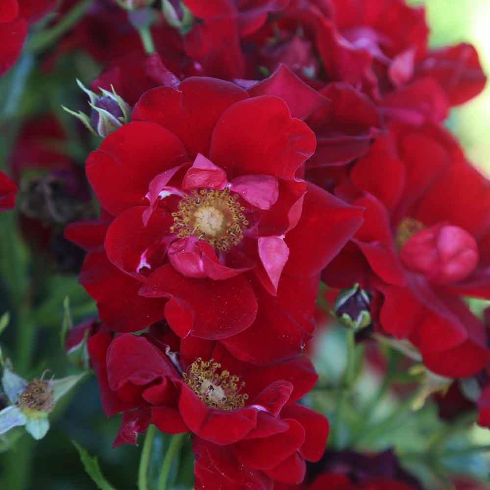 Heirloom Roses Keep in Touch Red Floribunda Rose Bush - Live Outdoor Garden Plant for Landscaping, Borders & Romantic Gardens
