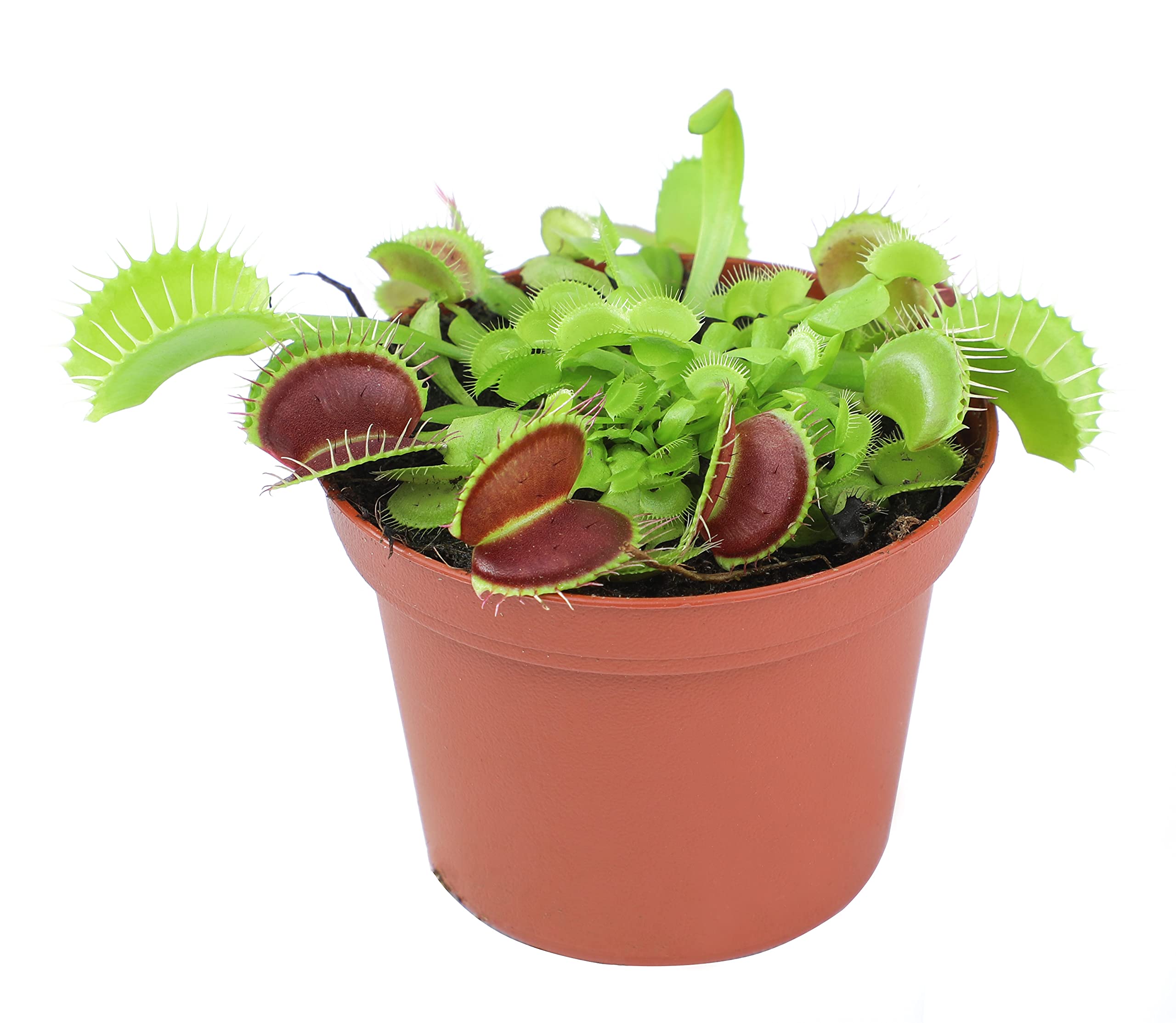 3 Inch Live Venus Fly Trap Plant (Dionaea Muscipula) - Carnivorous Houseplant for Terrariums & Indoor Gardens | Perfect for Natural Pest Control, Science Projects & Unique Home Decor