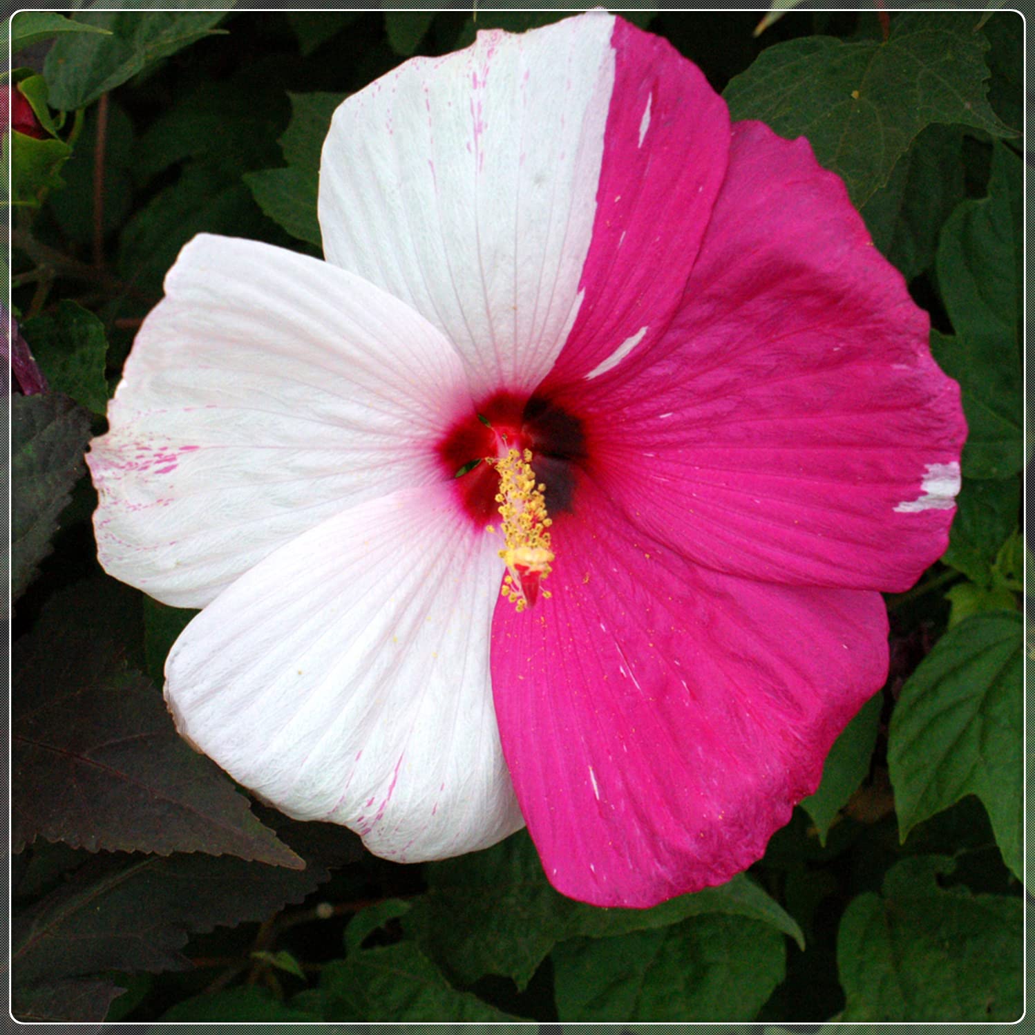 2-Pack Hardy Perennial Hibiscus Plants - Ready to Grow in Pots, Year-Round Blooming Flowers for Garden & Home Decor | Perfect Gift for Plant Lovers