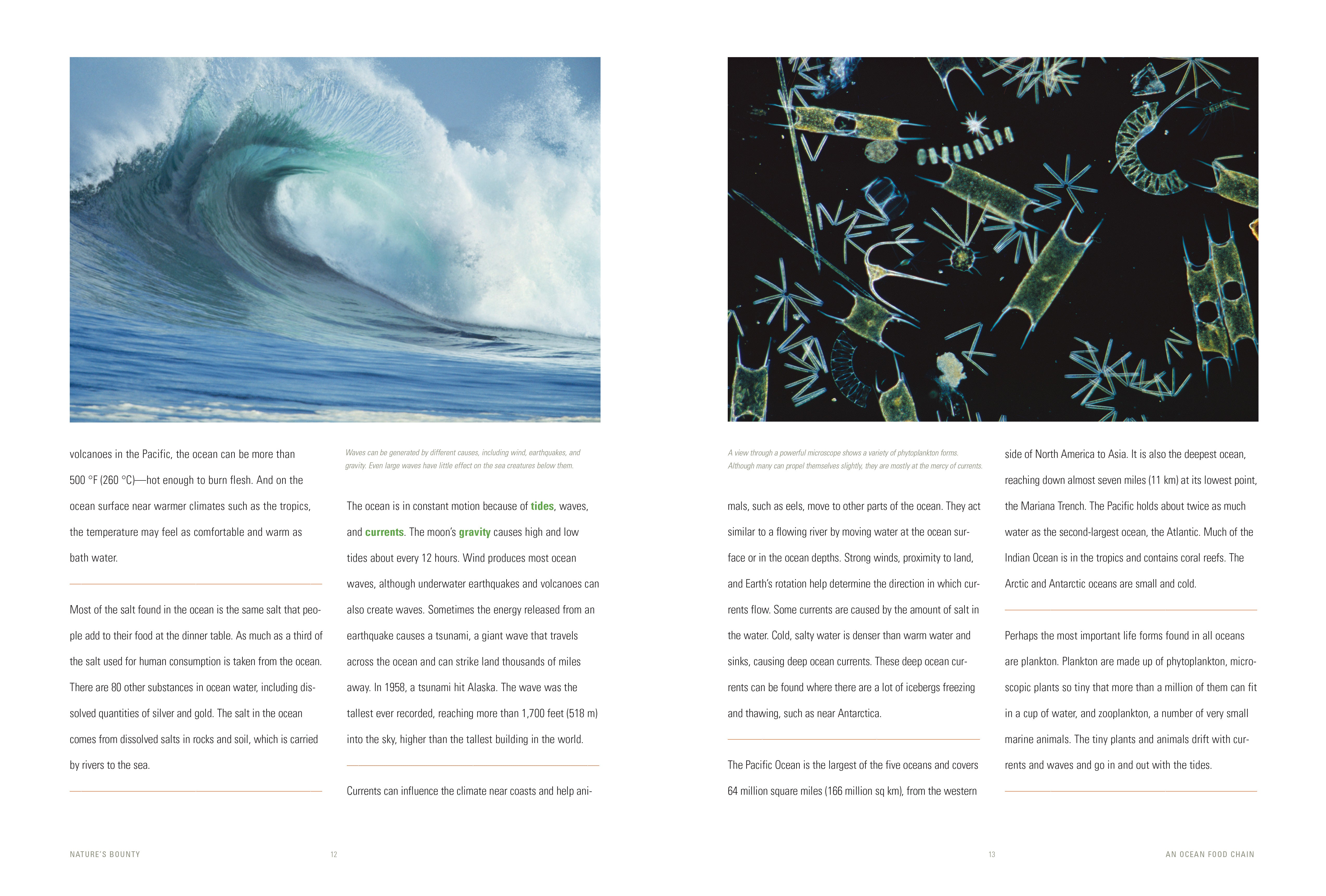 Ocean Food Chain Explained | Marine Ecosystem Guide for Kids & Science Enthusiasts | Perfect for Classroom Learning & Homeschooling