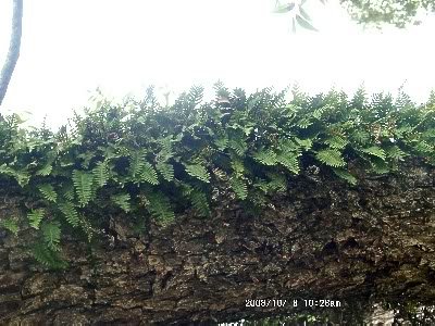 Resurrection Plant Live - Rose of Jericho (Selaginella lepidophylla) | Dinosaur Fern, Miracle Air Plant | Prehistoric Survival Plant for Home Decor, Terrariums & Spiritual Rituals