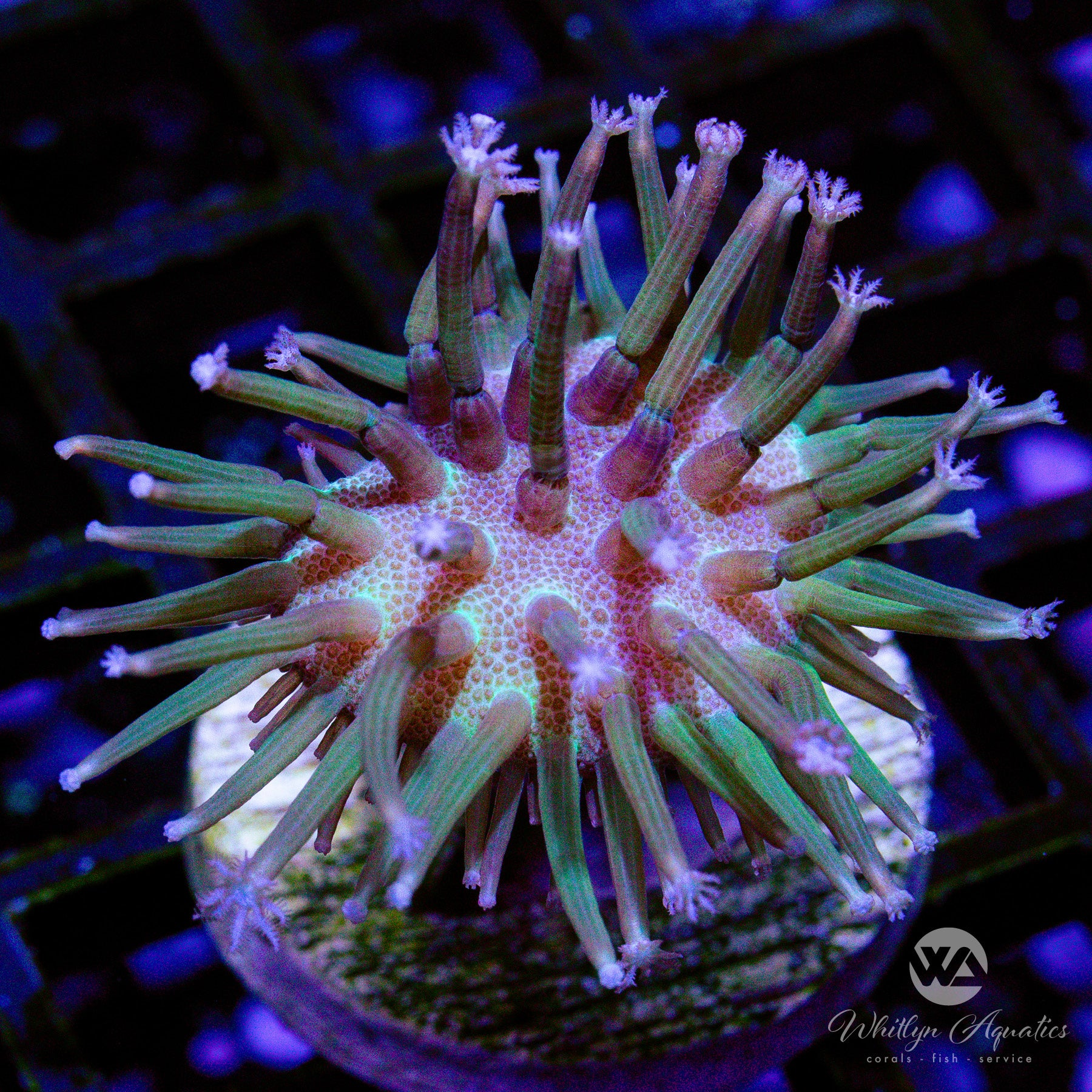 B48 Weeping Willow Toadstool Coral - Premium WYSIWYG Live Coral for Saltwater Aquariums | Perfect for Reef Tanks, Nano Tanks & Coral Propagation