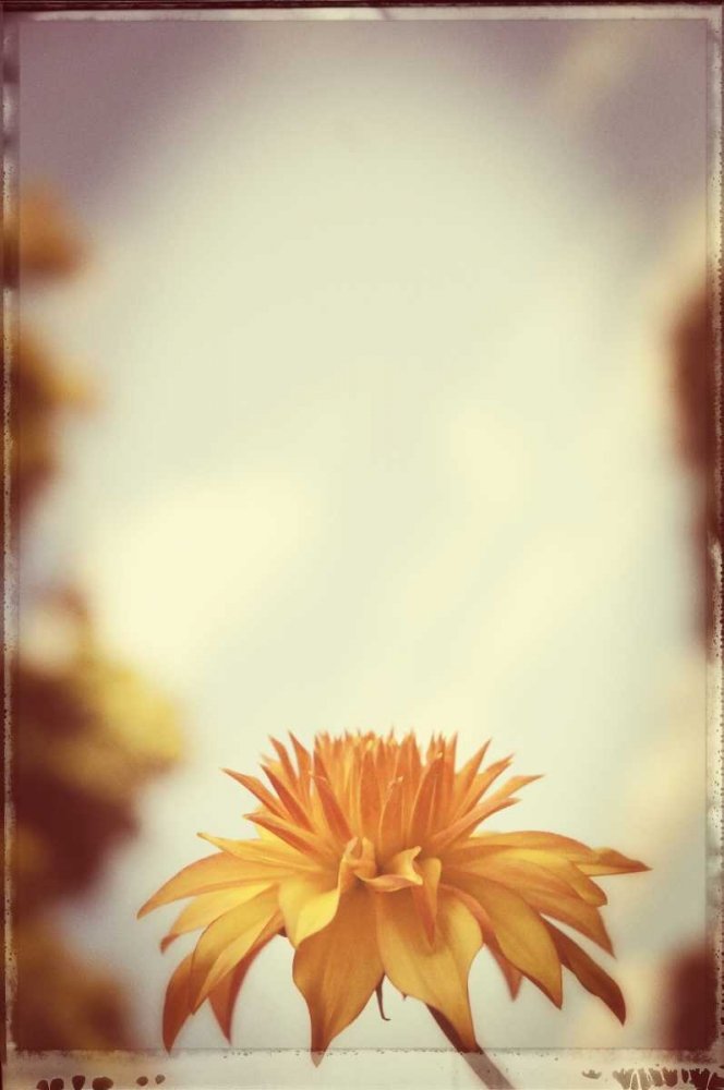 Vintage Yellow Orange Dahlia Art Print by Suzanne Foschino - 16x24 Floral Wall Decor Poster for Living Room, Bedroom & Office