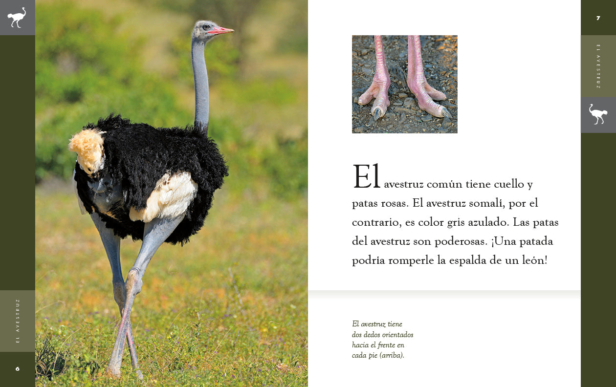 El Avestruz (The Ostrich) 9781640265844 - Educational Book for Kids, Animal Facts & Fun Learning - Perfect for Home & Classroom Use