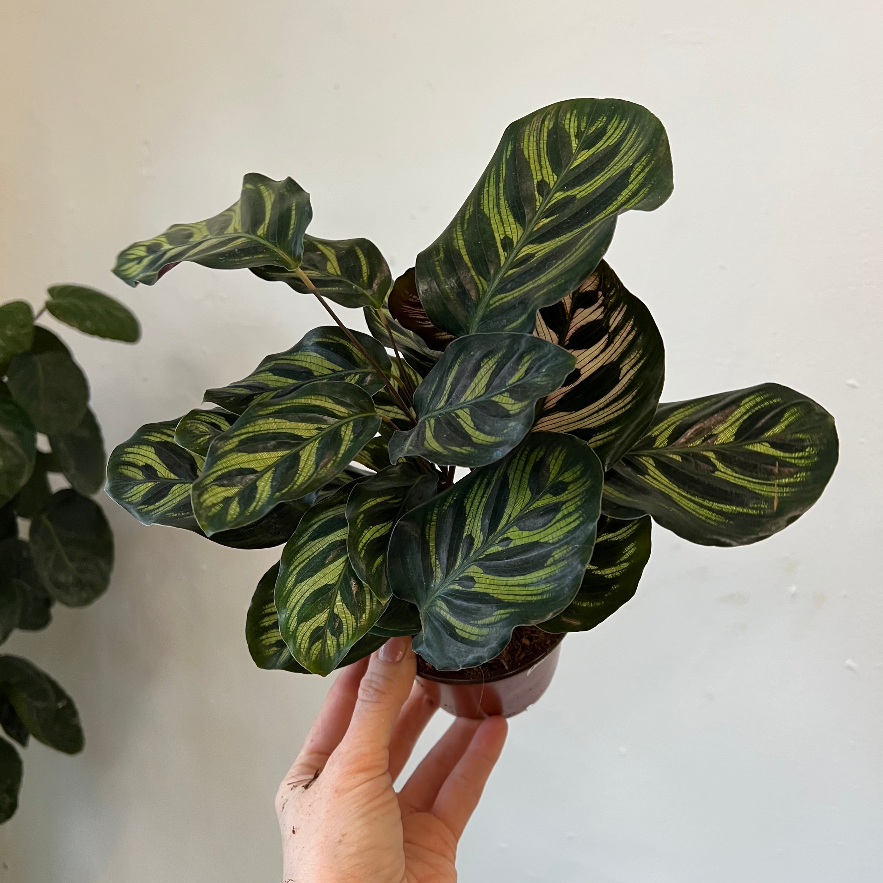 Calathea Red Peacock Prayer Plant - Live Indoor Houseplant with Vibrant Red & Green Foliage - Perfect for Home, Office Decor & Low Light Spaces