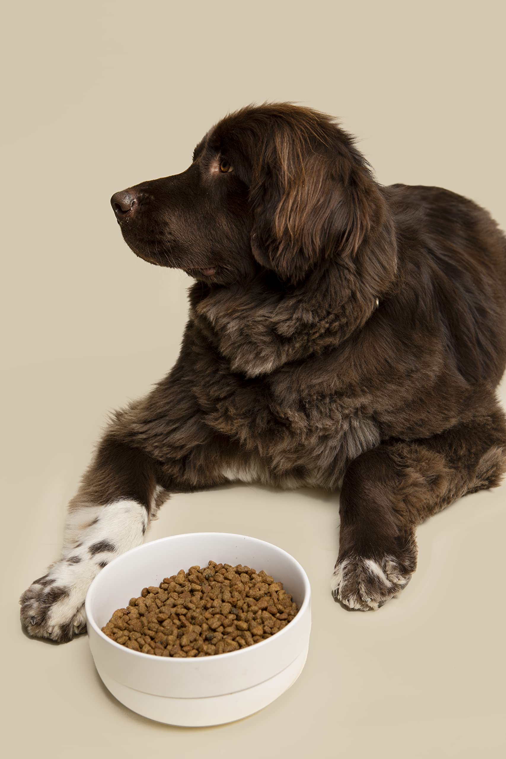 Waggo Non-Slip Ceramic Dog Bowl with Rubber Base for Small & Large Breeds - Heavyweight Pet Food Dish, Dishwasher Safe, Light Grey - Perfect for Home, Kitchen, Travel & Outdoor Feeding