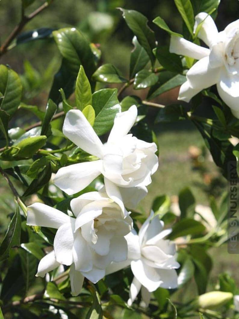 Mystery Gardenia Plant - 2 Feet Tall Live Seedling in 3 Gallon Pot - Fragrant White Flowering Shrub for Home Garden, Landscaping & Indoor Decor