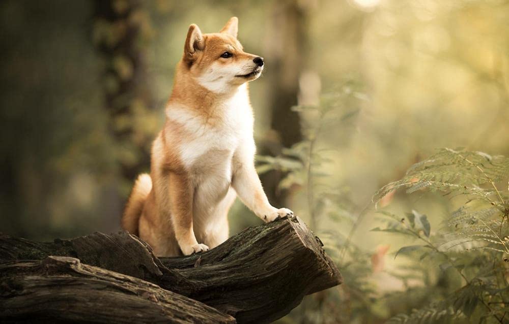 LHJOY 1000-Piece Large Jigsaw Puzzle - Shiba Inu Dog for Seniors & Adults