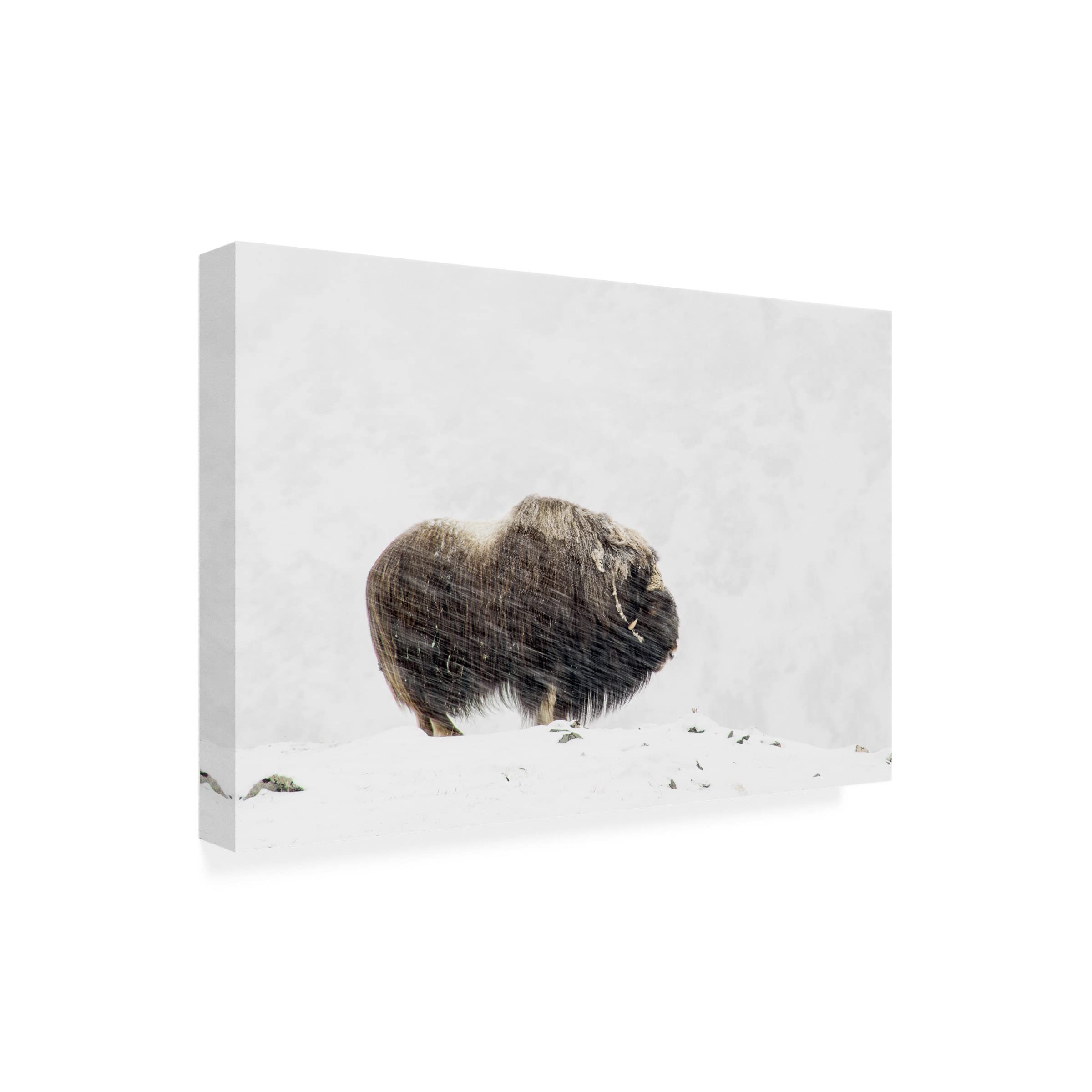 Trademark Fine Art 'Musk Ox Solitude' Canvas Wall Art Print by Thomas Olaussen - Wildlife Nature Decor for Living Room, Office & Cabin