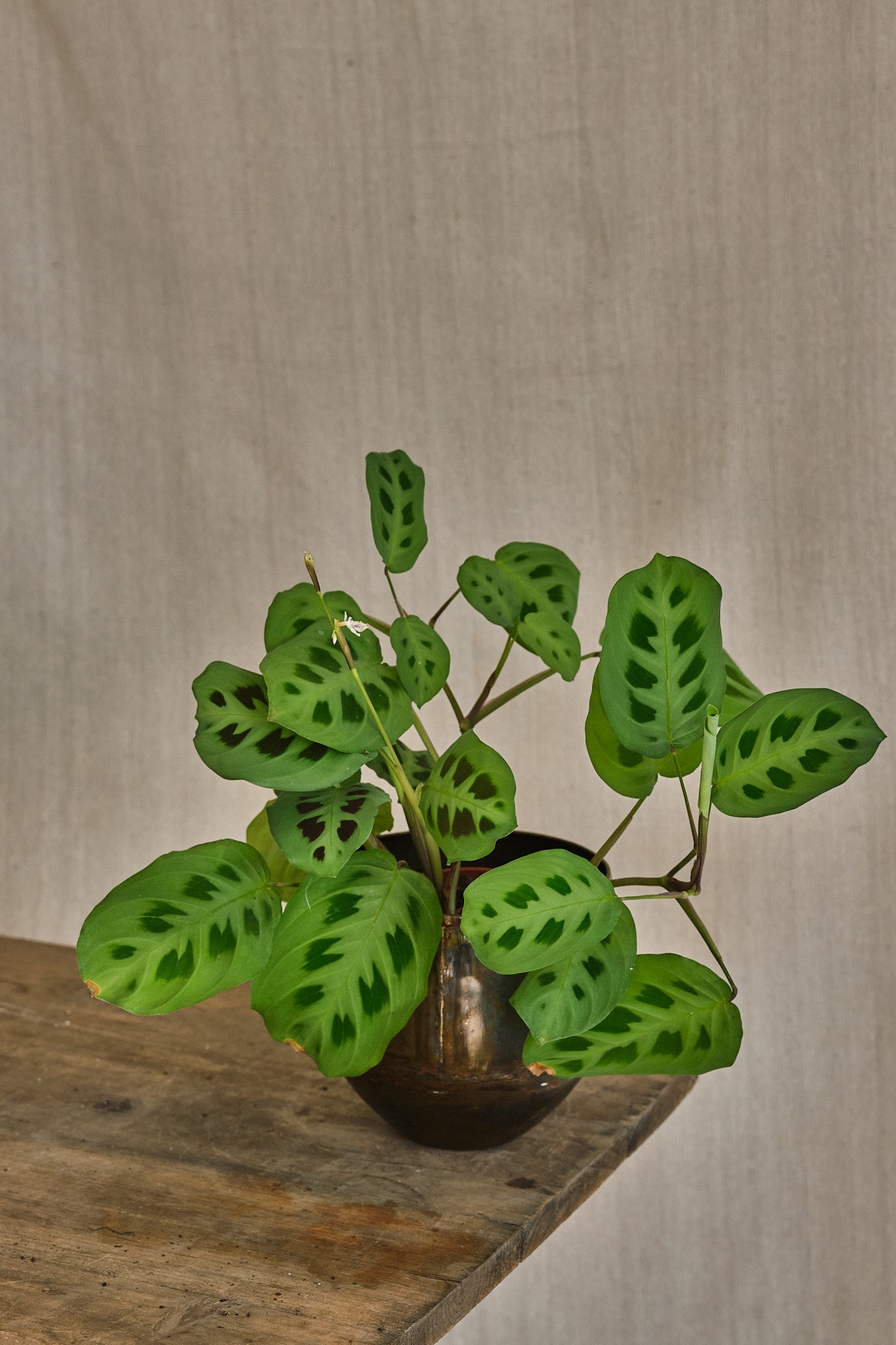 Prayer Plant - Maranta Leuconeura - Live Indoor Houseplant for Home & Office Decor - Perfect for Low Light Spaces & Air Purification
