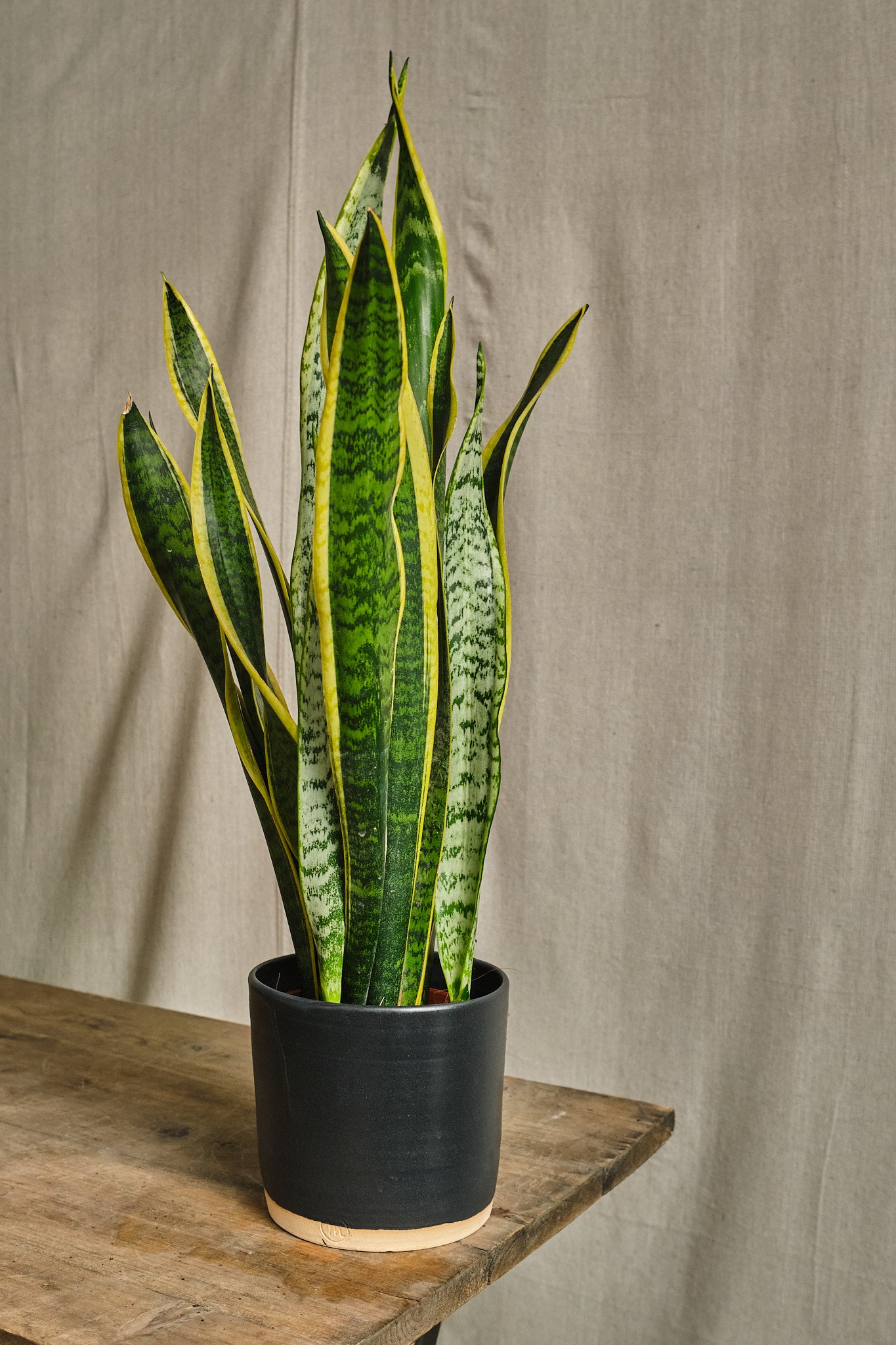 Sansevieria Trifasciata 'Laurentii' Snake Plant - Air Purifying Indoor House Plant for Home, Office & Bedroom Decor | Low Maintenance & Easy Care Houseplant
