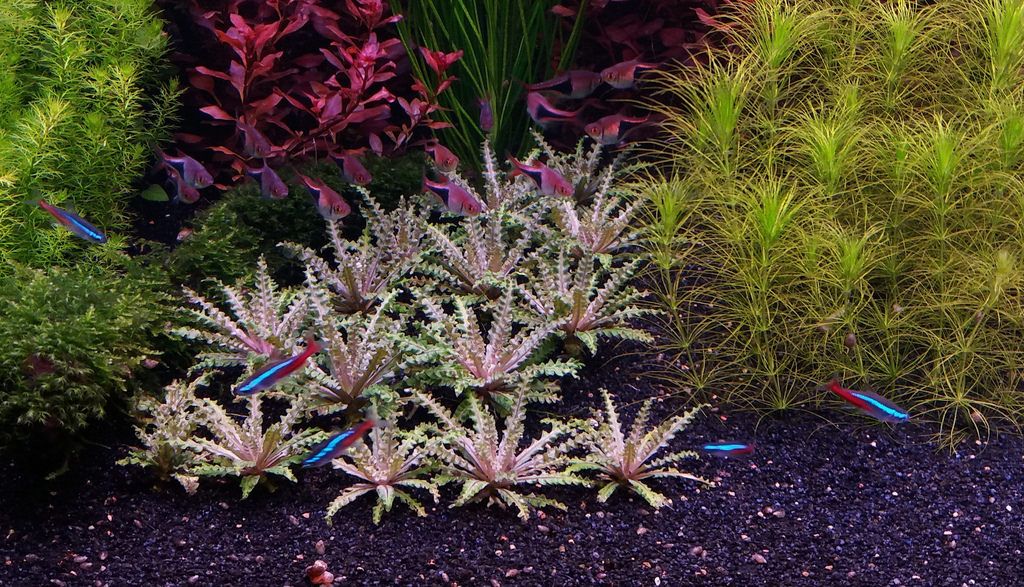Buy TCulture Pogostemon Helferi Red Aquatic Plant (Potted) for Freshwater Aquariums - Perfect for Aquascaping & Fish Tank Decoration