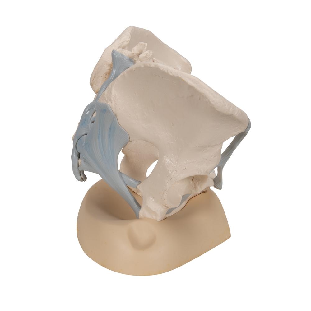 3-Part Female Pelvis Model with Ligaments - Anatomical Study, Medical Education & Physical Therapy Training Tool - Perfect for Students, Doctors & Healthcare Professionals