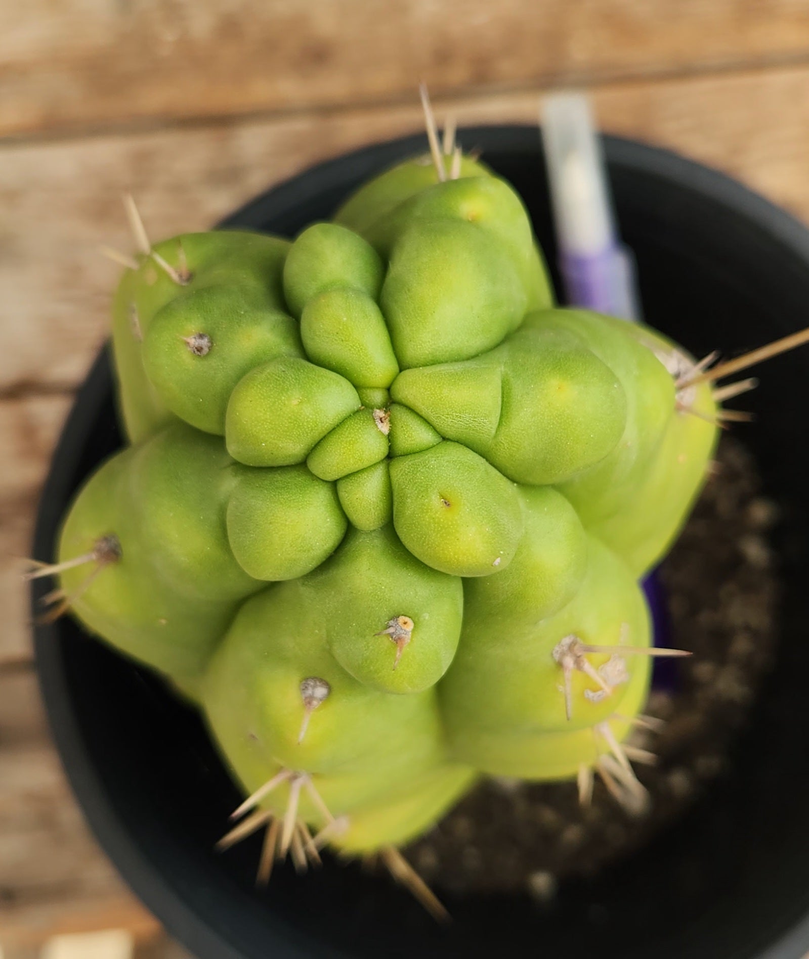 EC10 EXACT Trichocereus Pachanoi Monstrose Cactus - 9 Inch Rare Succulent Plant for Home Decor, Garden & Spiritual Ceremonies