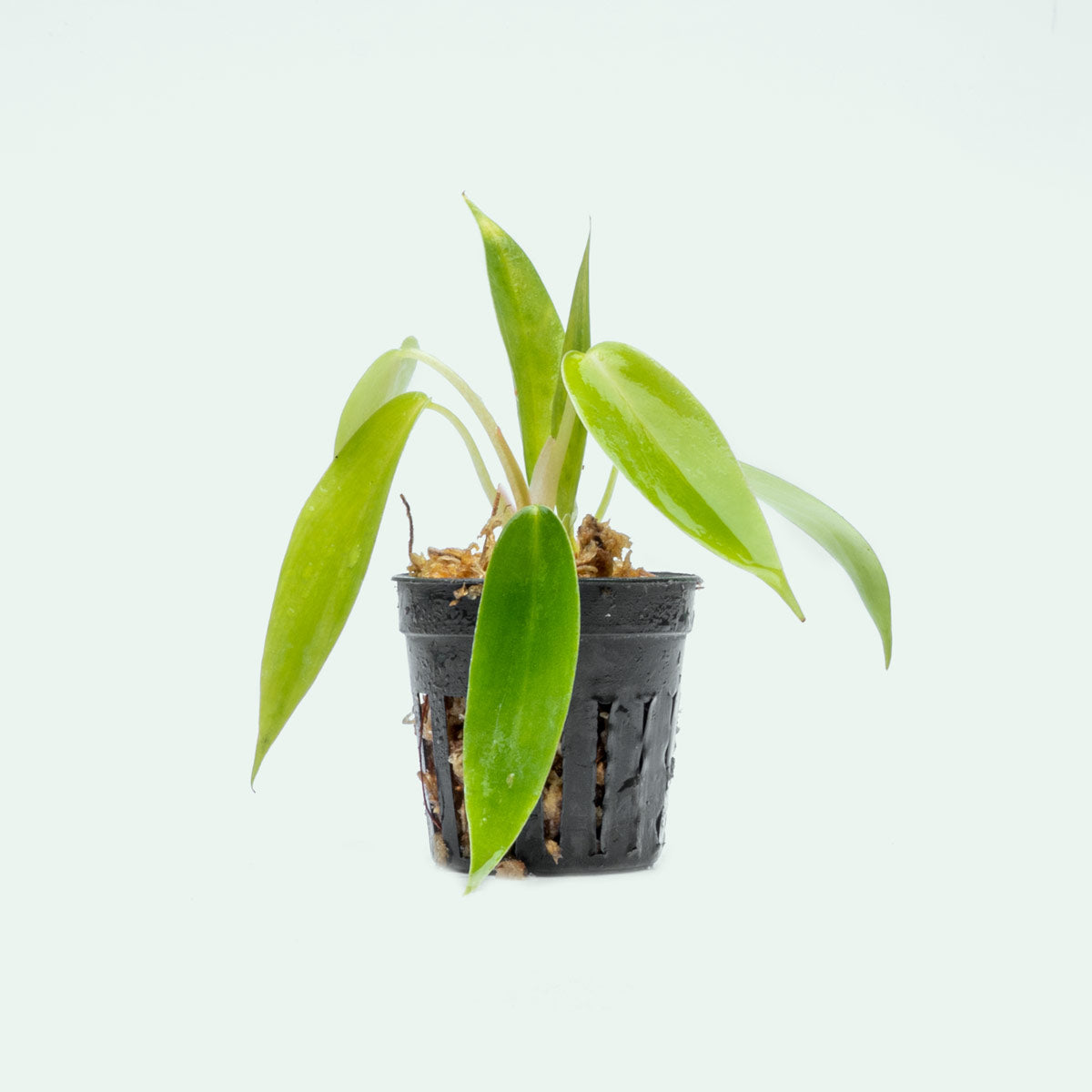 Philodendron 69686 Bare Root Plant - Live Tropical Houseplant for Home & Office Decor - Perfect for Indoor Gardening, Terrariums, and Plant Enthusiasts