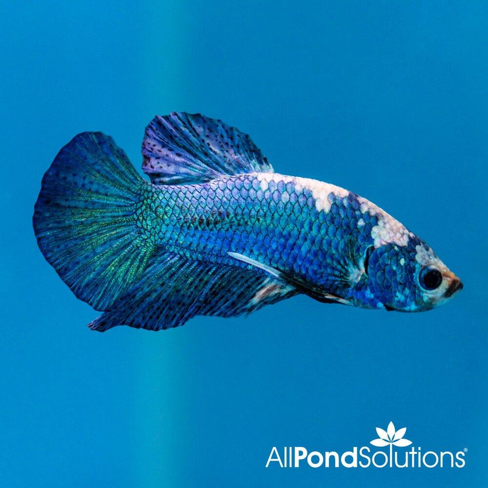 Siamese Fighting Fish Plakat Marble Blue Betta Splendens - Premium Live Aquarium Fish for Home & Office Tanks | Perfect for Beginners & Fish Enthusiasts