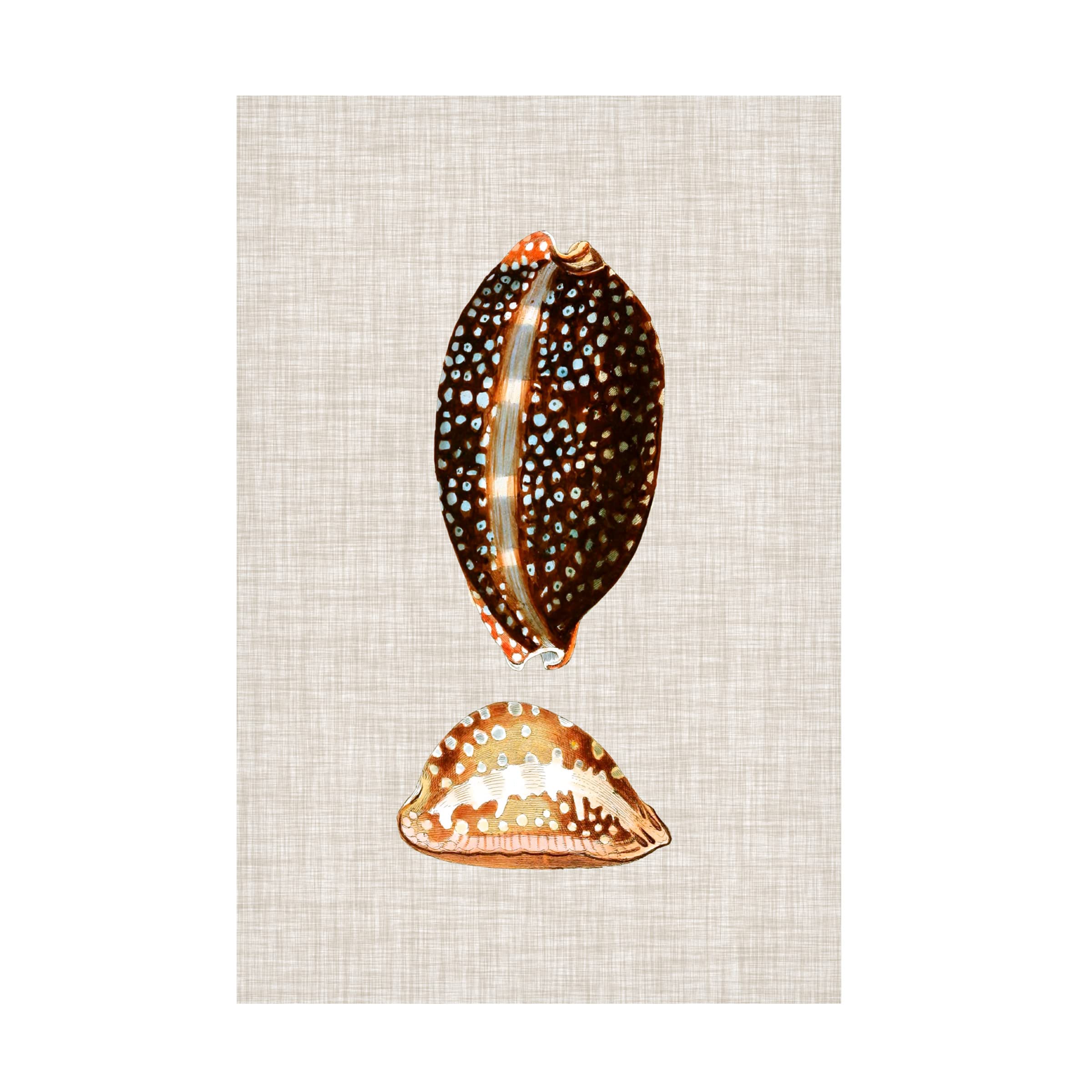 Trademark Fine Art 'Antique Shells on Linen IV' Canvas Wall Art Print by Vision Studio - Perfect for Beach House Decor, Coastal Living Room & Bathroom Wall Decor