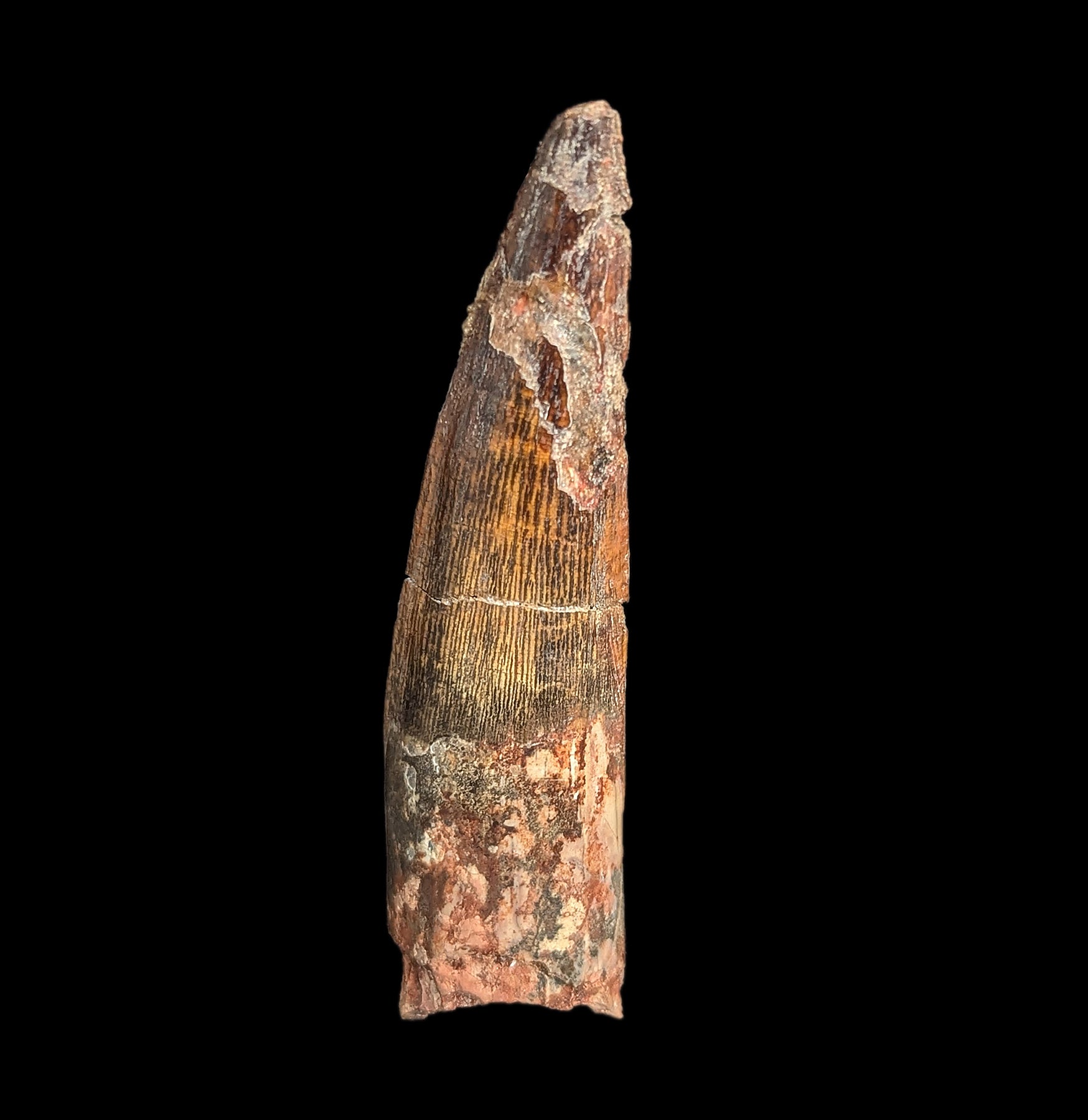 Authentic Large Spinosaurus Dinosaur Fossil Tooth Replica - Perfect for Paleontology Collections, Educational Displays & Dinosaur Themed Decor