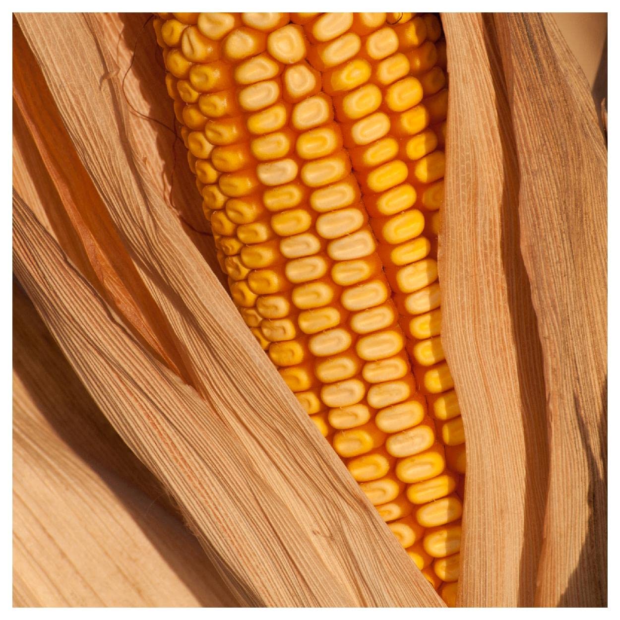 Everwilde Farms - 1 Pound Reid's Yellow Dent Open Pollinated Corn Seeds - Non-GMO, Heirloom, High Yield - Perfect for Home Gardening, Farming & Sustainable Agriculture