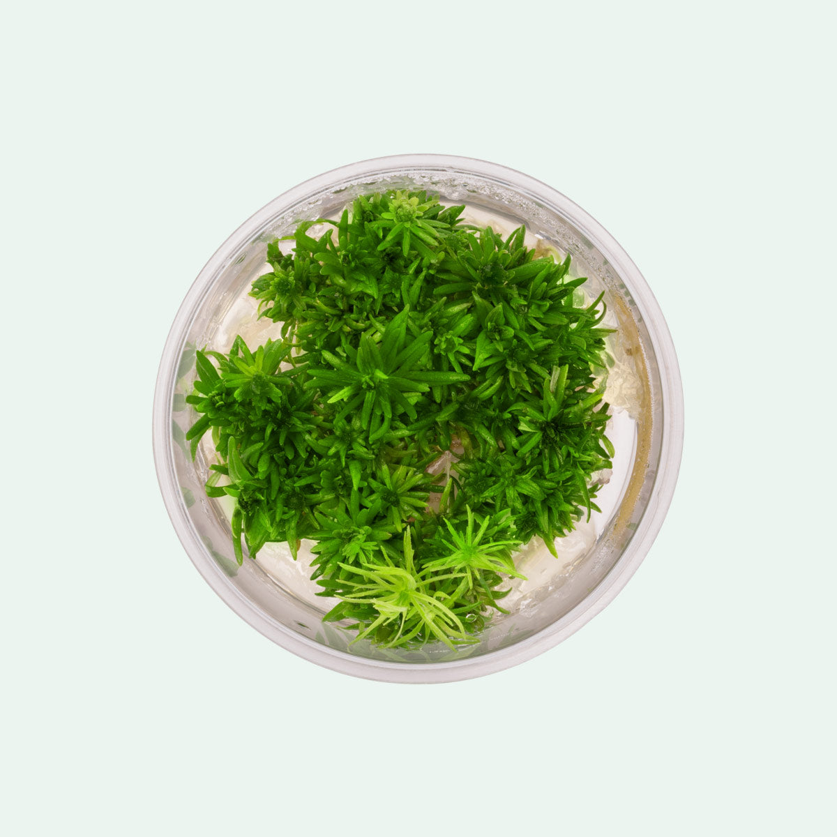 Pogostemon Erectus Live Aquarium Plant - Freshwater Aquatic Plants for Fish Tanks, Aquascaping & Nano Tanks - Perfect for Beginners & Shrimp Tanks