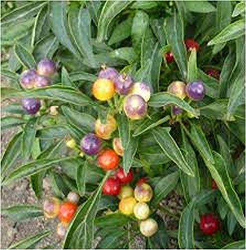 50+ Premium Marble Seeds - Perfect for Container Gardening, DIY Home Decor & Unique Gift Ideas | Grow Stunning Marble-Like Plants Indoors or Outdoors
