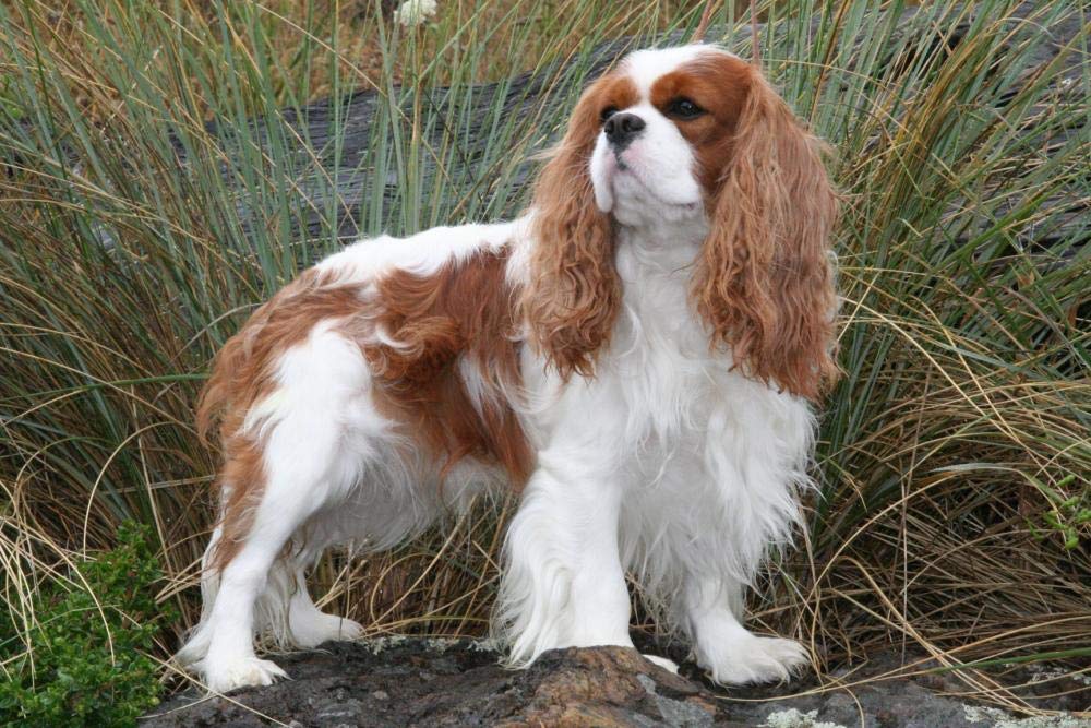 300-Piece Jigsaw Puzzle for Kids & Teens - Cavalier King Charles Spaniel Wooden Puzzle, Educational Toy & Home Decor Gift for Children | Birthday, Christmas, Family Game Night
