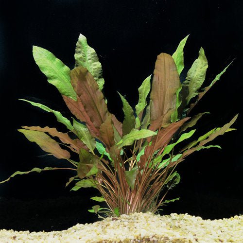 TCulture Cryptocoryne Wendtii Mi Oya Live Aquarium Plant - Freshwater Aquatic Plant for Fish Tanks, Aquascaping & Planted Aquariums - Perfect for Beginners & Low Light Conditions