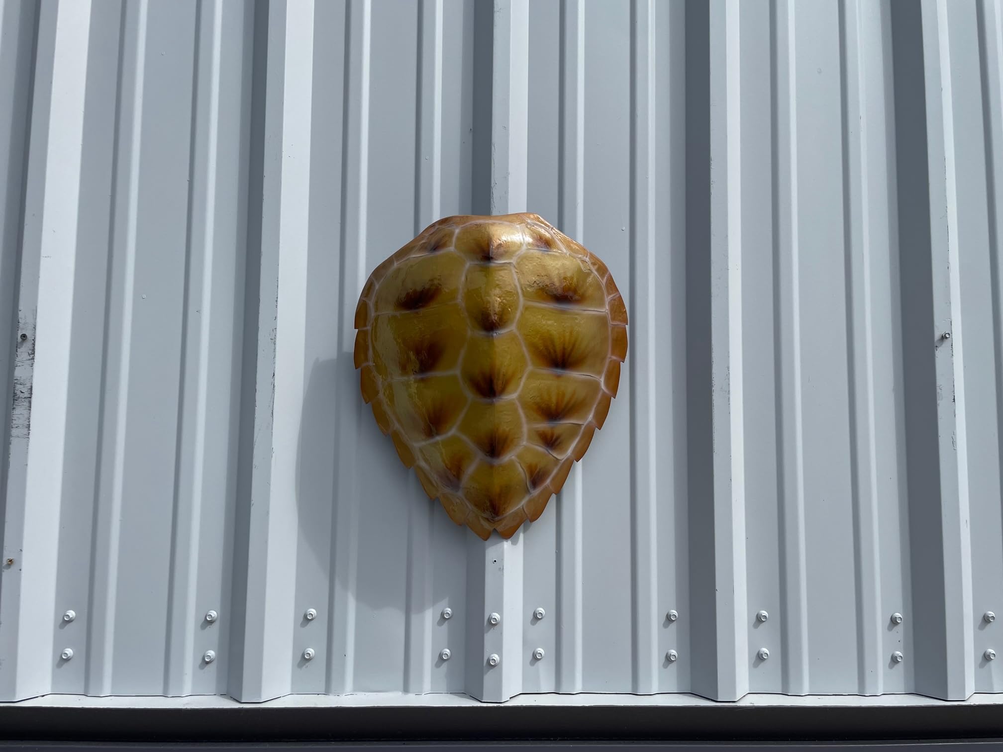 Hawksbill Turtle Half Mount Fish Replica - Realistic Taxidermy Art for Fishing Wall Decor & Coastal Home Décor | Perfect for Beach Houses, Man Caves, and Nautical Themed Rooms