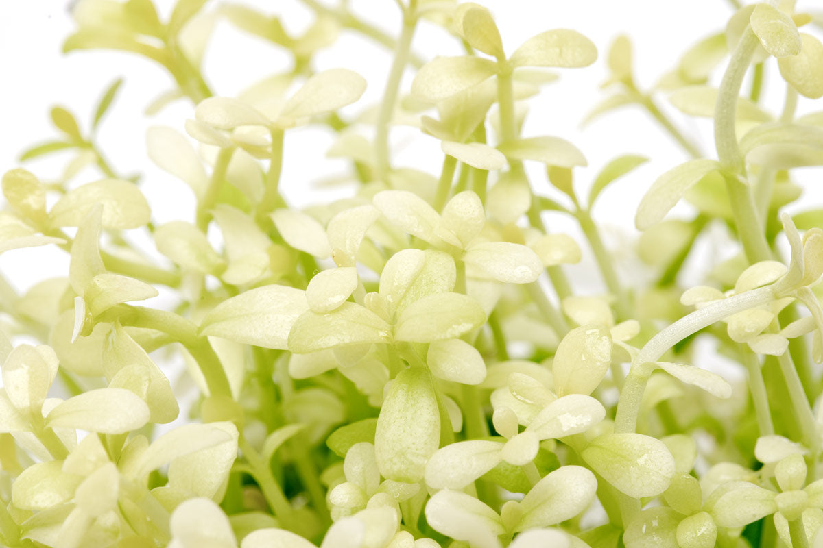 Bacopa Monnieri Platinum - Premium Herbal Supplement for Memory & Brain Health - Natural Cognitive Enhancer for Focus, Stress Relief & Mental Clarity - Perfect for Students, Professionals & Seniors