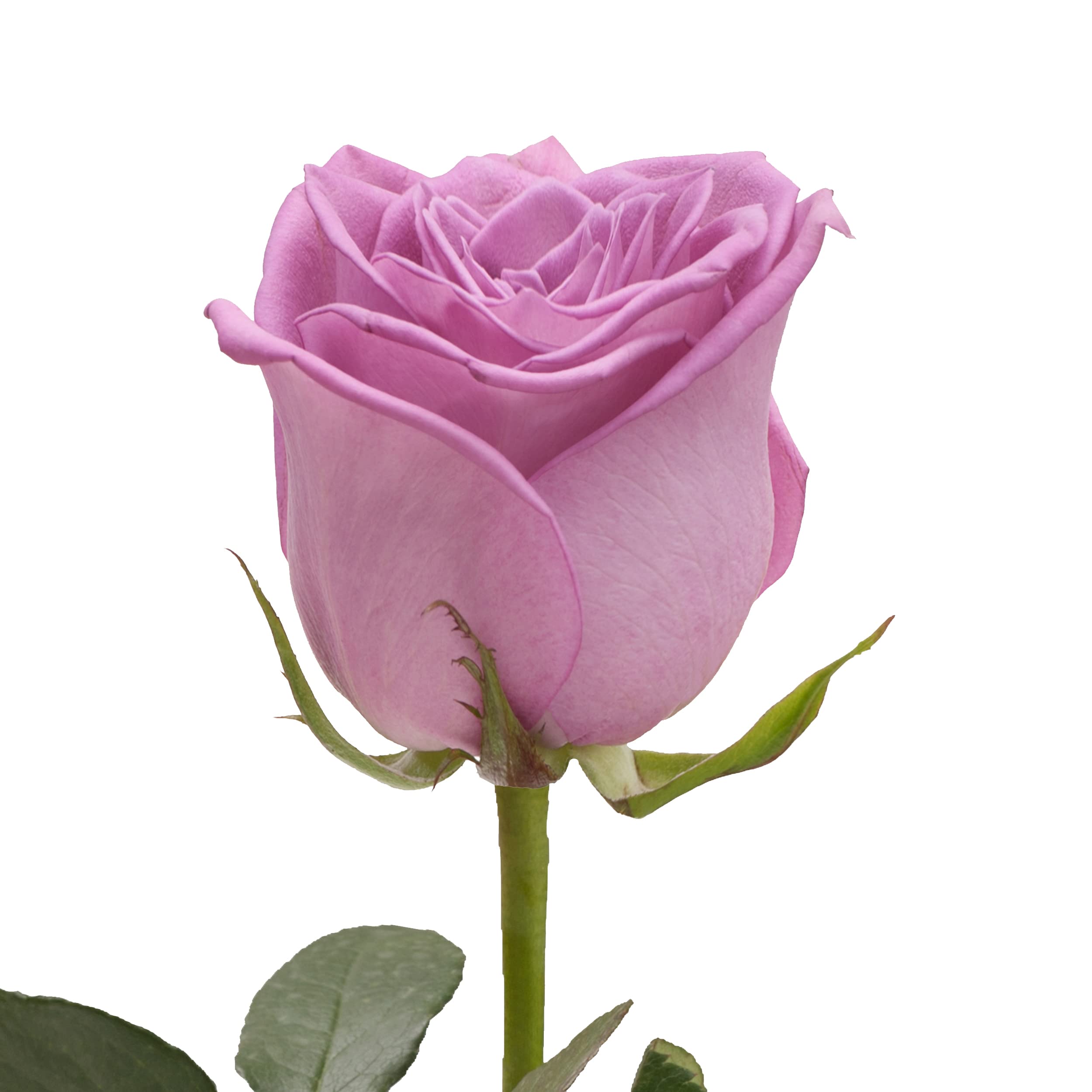 Fair Trade Fresh Cut Lavender Roses - 50 Stems (20 Inches) for Wedding Bouquets, Home Decor, Office Arrangements, DIY Floral Projects & Special Events
