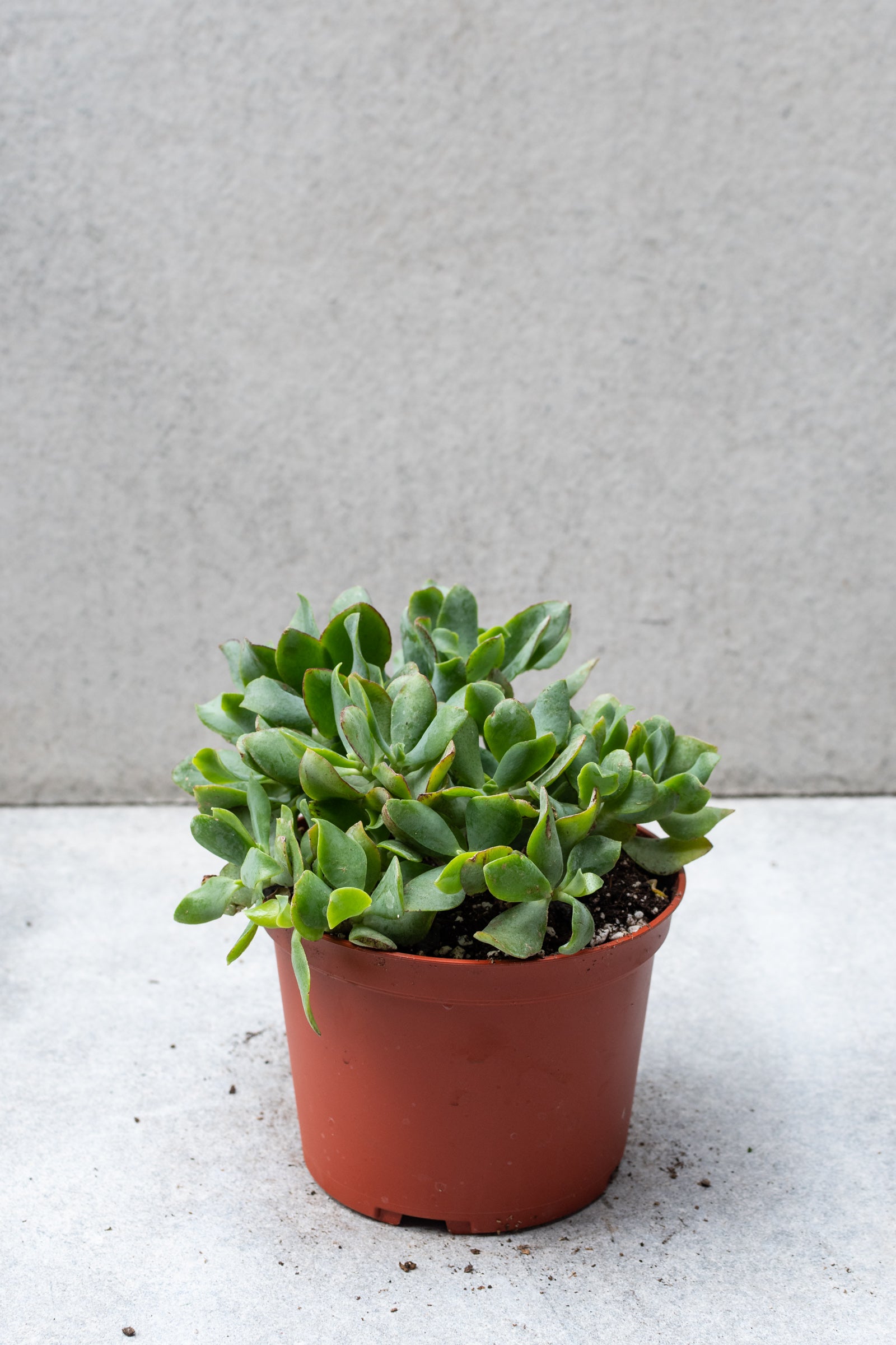Crassula Arborescens Undulatifolia - 6 Inch Succulent Plant for Home Decor, Office Desk, and Garden Landscaping | Easy Care Indoor Houseplant