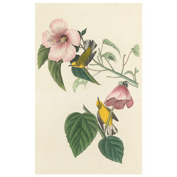 John James Audubon Songbirds Boxed Notecard Set - 20 Assorted Bird Note Cards with Envelopes - Perfect for Thank You Notes, Greeting Cards & Stationery Gifts