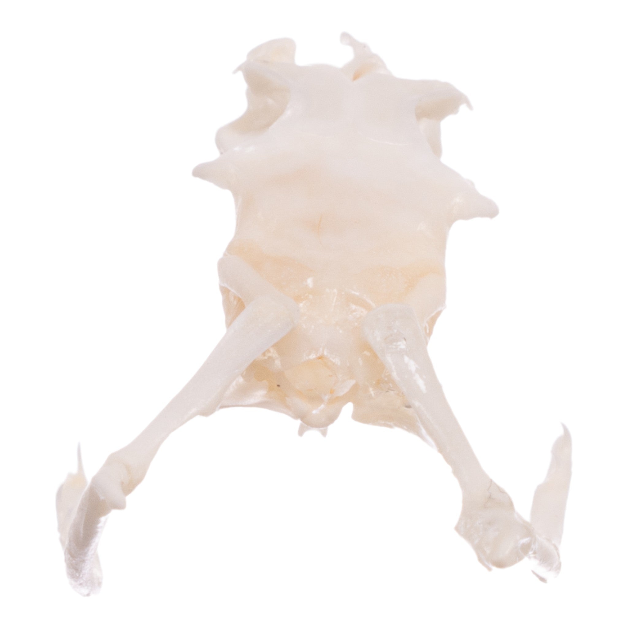 Authentic Mottled Rock Rattlesnake Skull with Rattle - Unique Taxidermy Collectible for Home Decor, Halloween Props, and Educational Displays