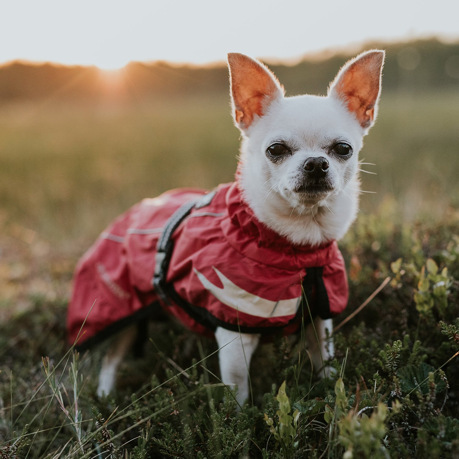 Hurtta Torrent Waterproof Dog Raincoat for Medium to Large Dogs - Raven Black, Size 28 Inch - Perfect for Outdoor Adventures & Wet Weather Protection