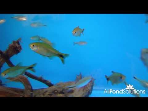 Silvertip Tetra (Hasemania nana) - Live Tropical Fish for Aquarium | Perfect for Community Tanks & Beginner Fish Keepers