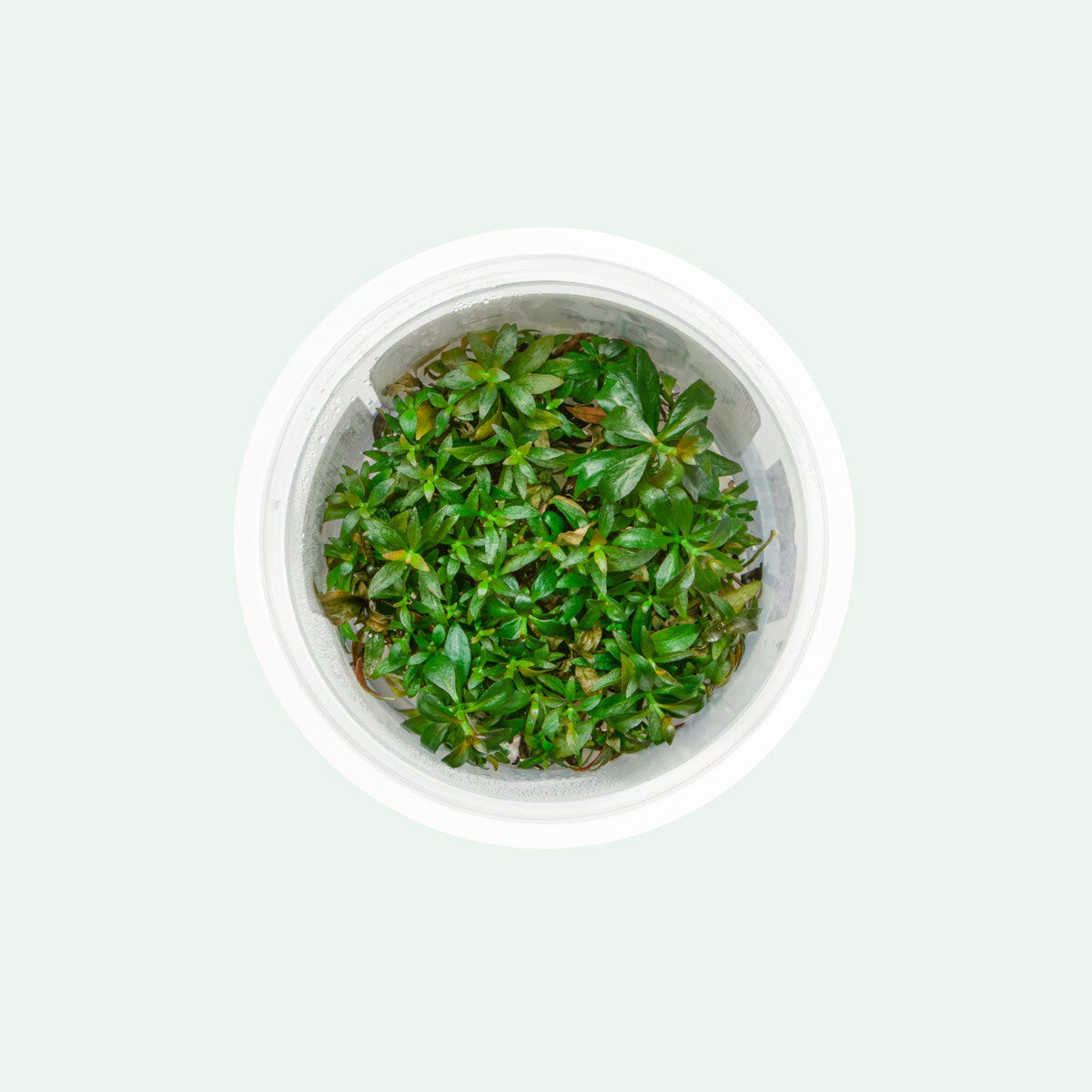 Ludwigia Repens Aquatic Plant for Freshwater Aquariums - Perfect for Aquascaping, Fish Tanks & Aquatic Decor