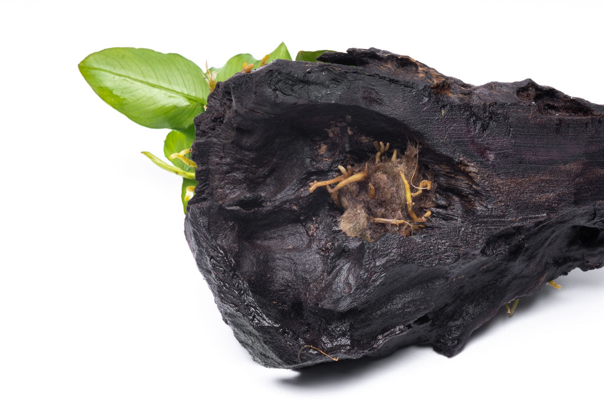Anubias Nana Long Wavy Driftwood - Live Aquarium Plant for Fish Tank Decor | Perfect for Freshwater Aquascaping, Shrimp Tanks & Natural Aquatic Displays