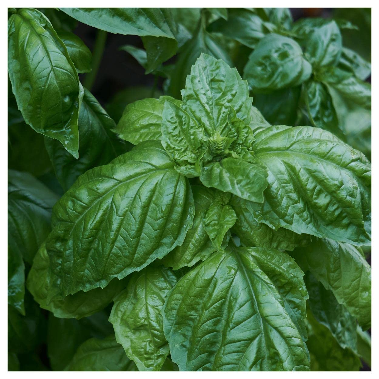 Everwilde Farms - 1/4 Lb Italian Large Leaf Basil Herb Seeds - Non-GMO, Heirloom - Gold Vault Packaging - Perfect for Home Gardening, Cooking & Fresh Herbs