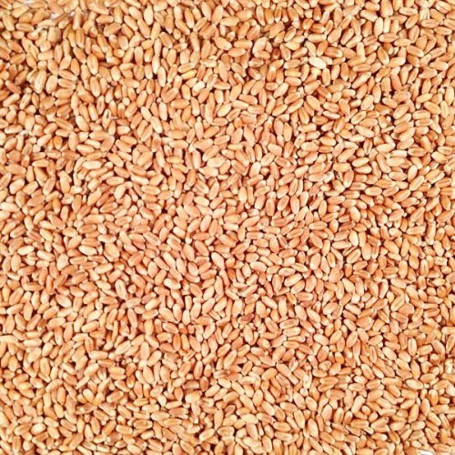 Organic Whole Grain Hard Red Winter Wheat - 25 lb. Bag | Premium Nebraska-Grown Wheat for Baking, Cooking & Flour Grinding | Perfect for Bread, Casseroles, Soups, Stews & Pilaf | Free Shipping by Grain Place Foods