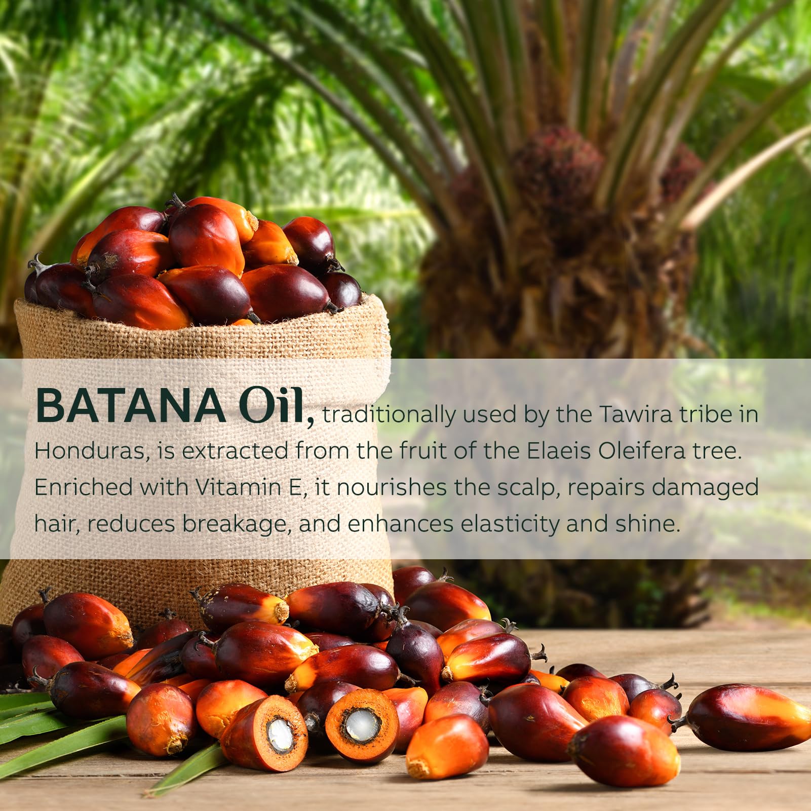 Organic Batana Oil for Hair Growth & Thickness - 100% Pure Raw Batana Oil to Prevent Hair Loss & Stimulate Growth - Dr Sebi Approved Natural Hair Treatment - 100g Bottle for Daily Scalp & Hair Care