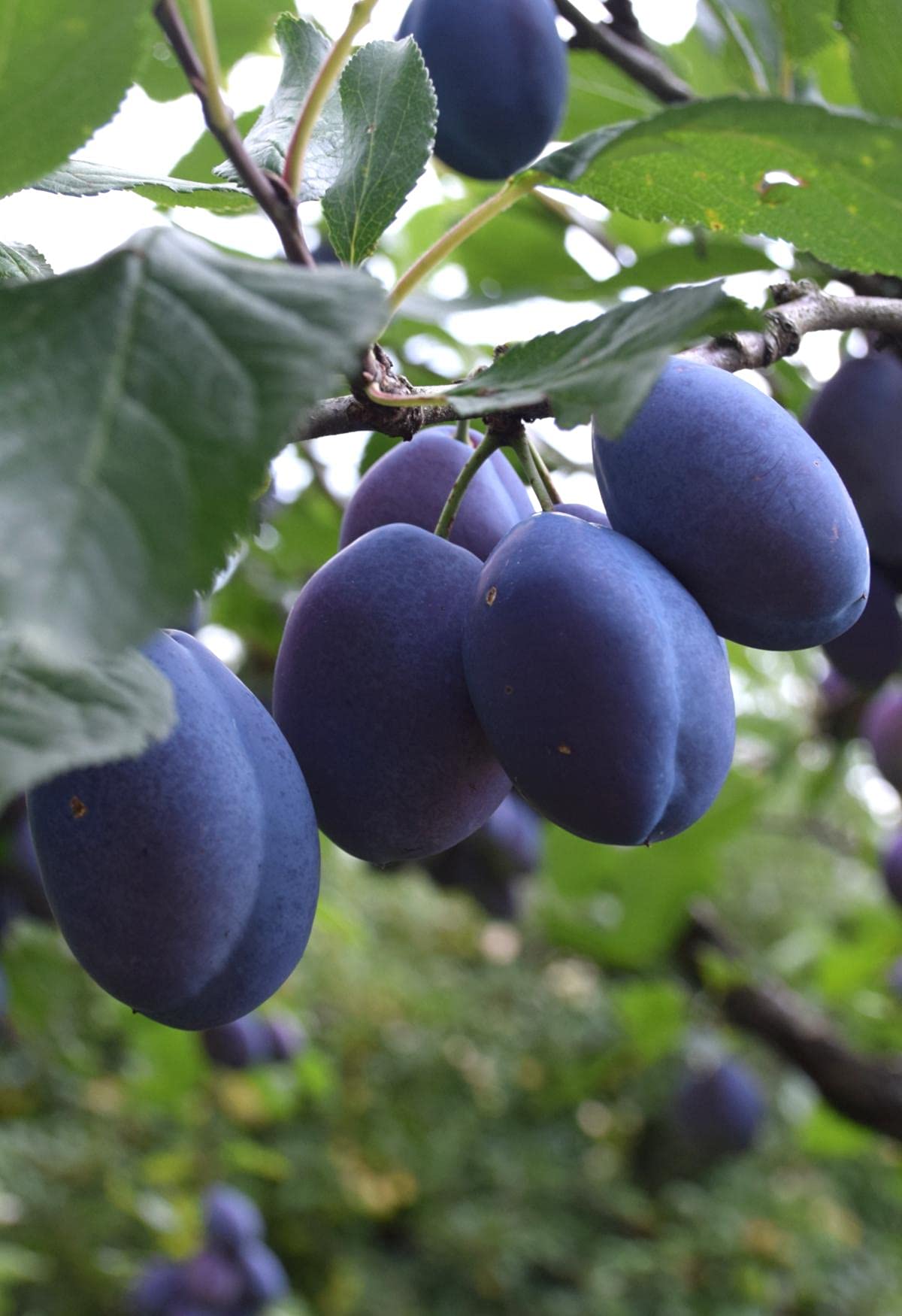 Damson Plum Tree Live Plant - Prunus Domestica Blue Plum Fruit Tree for Home Garden | Healthy Nursery-Grown Live Plant for Landscaping, Backyard Orchard & Fresh Fruit Harvesting