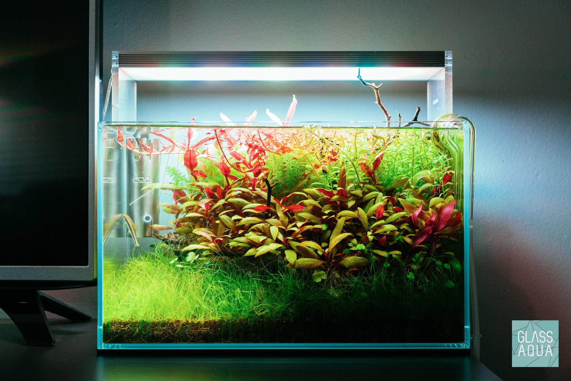 Alternanthera Reineckii Mini Live Aquarium Plant - Red Aquatic Plant for Fish Tanks, Nano Tanks & Aquascaping | Perfect for Foreground Planting in Freshwater Aquariums