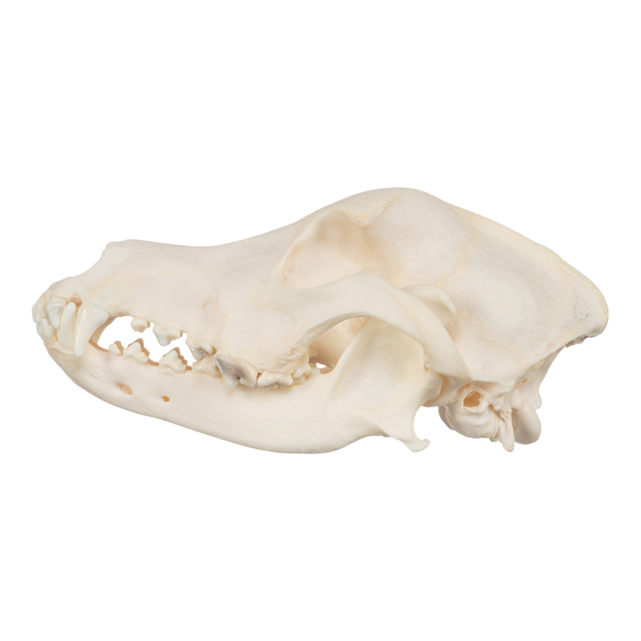Authentic Wirehaired Pointing Griffon Dog Skull - Real Domestic Canine Specimen for Taxidermy, Veterinary Study & Gothic Home Decor