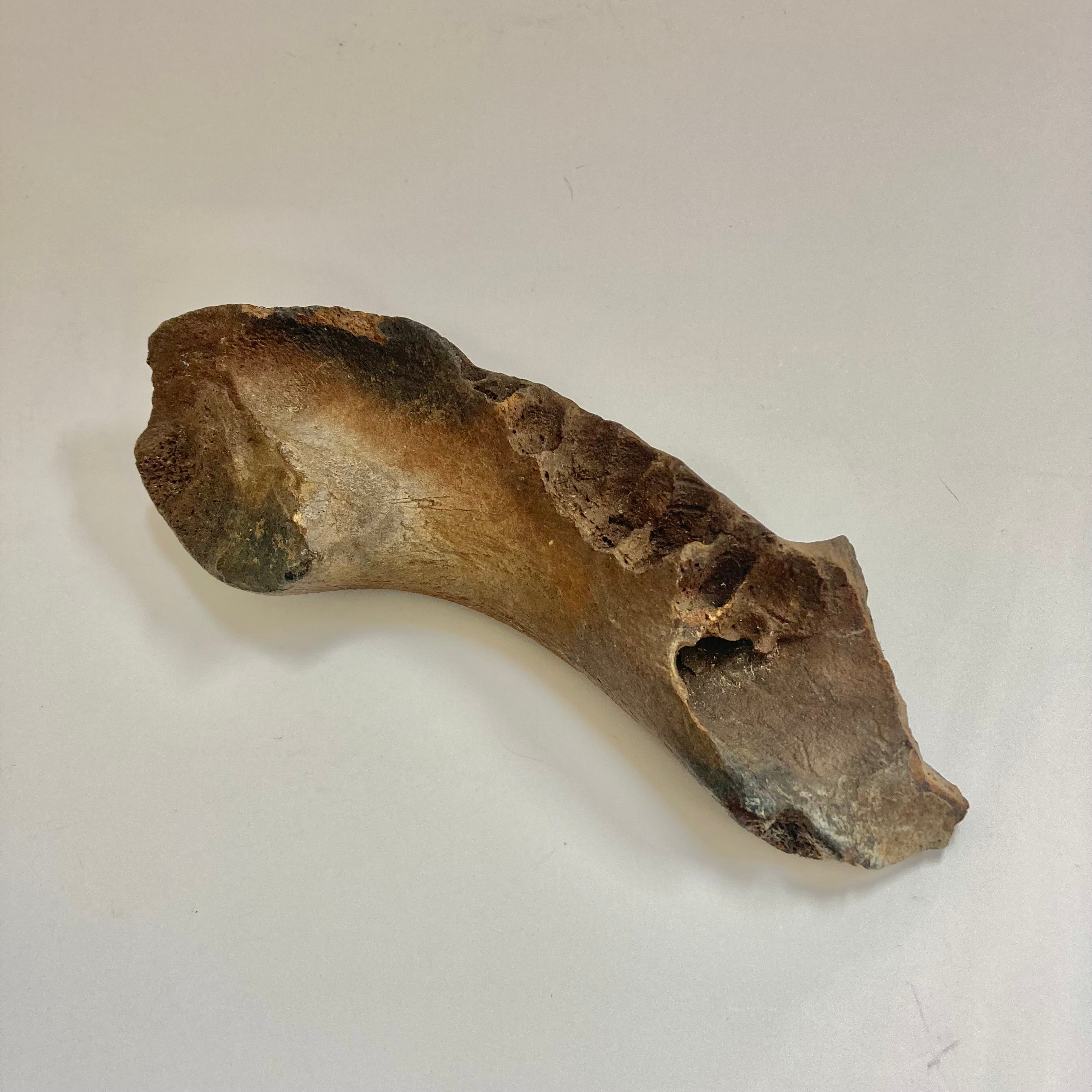 Manatee Jaw Bone - Authentic Marine Mammal Skeleton Specimen for Science Education & Collectors | Perfect for Classroom Display, Biology Study & Ocean-Themed Decor