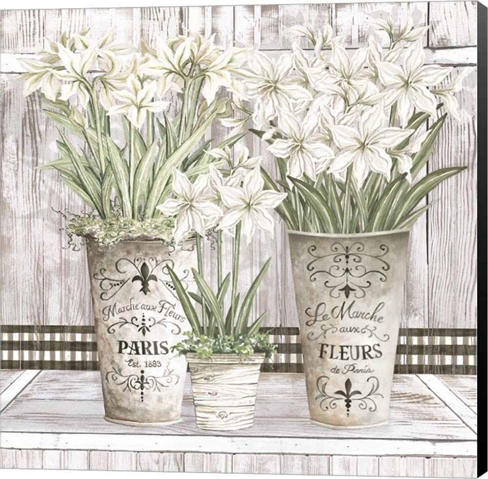 Premium Cindy Jacobs Amaryllis Multi Pots Canvas Wall Art - 18x18 Inches Museum Wrapped with Black Sides - Perfect for Living Room, Bedroom & Office Decor